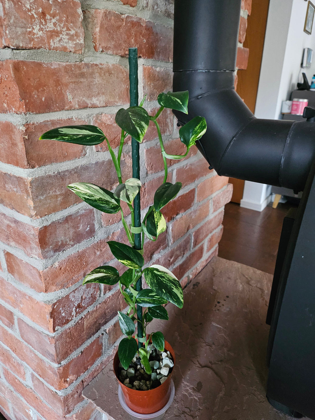 Monstera Standleyana aurea variegata Pflanze mit toller Panaschierung