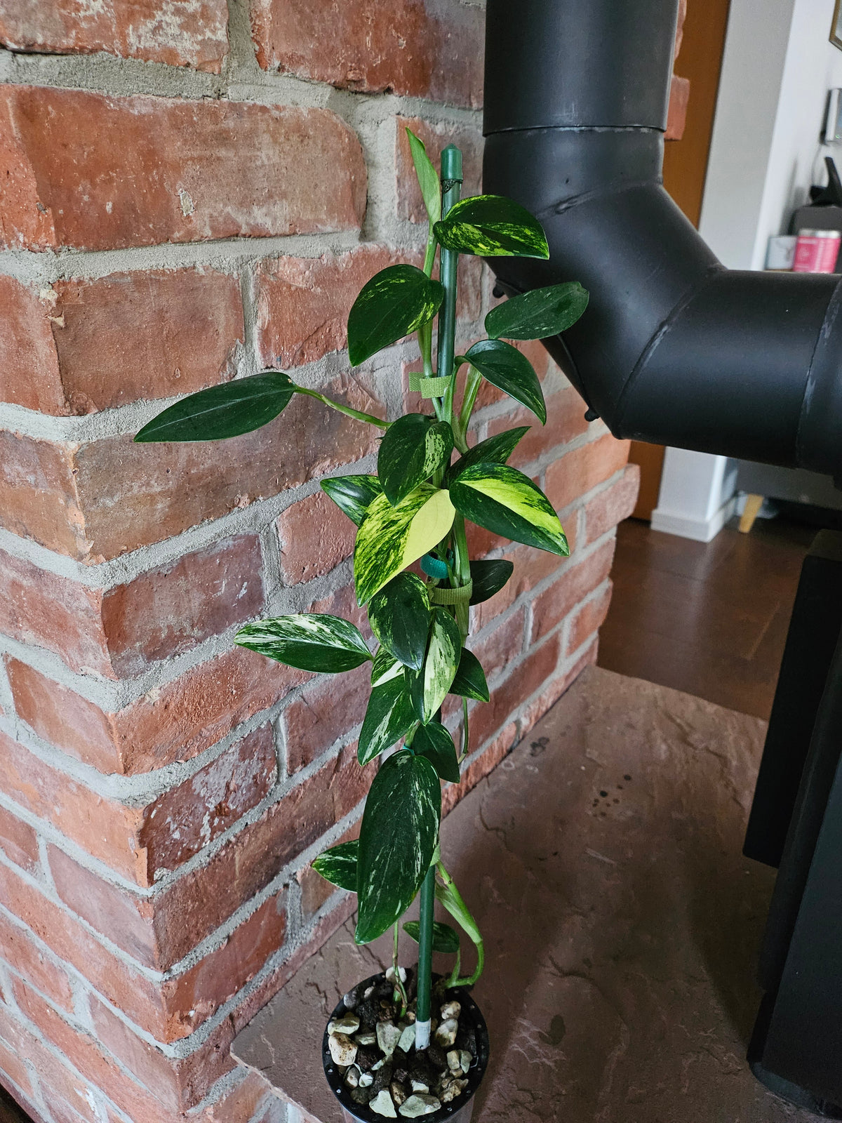 Monstera Standleyana aurea variegata Pflanze mit toller Panaschierung