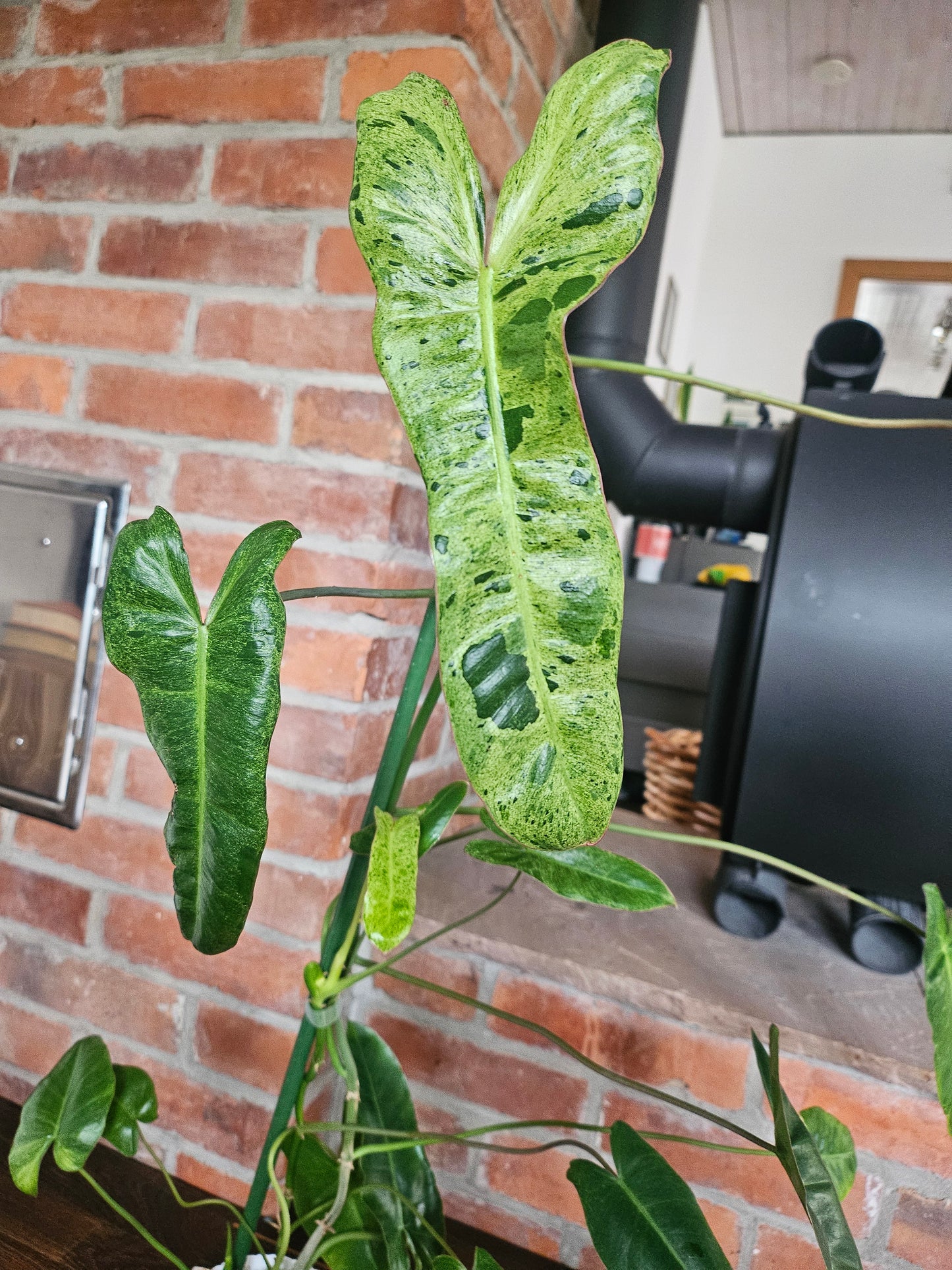 Philodendron Paraiso Verde