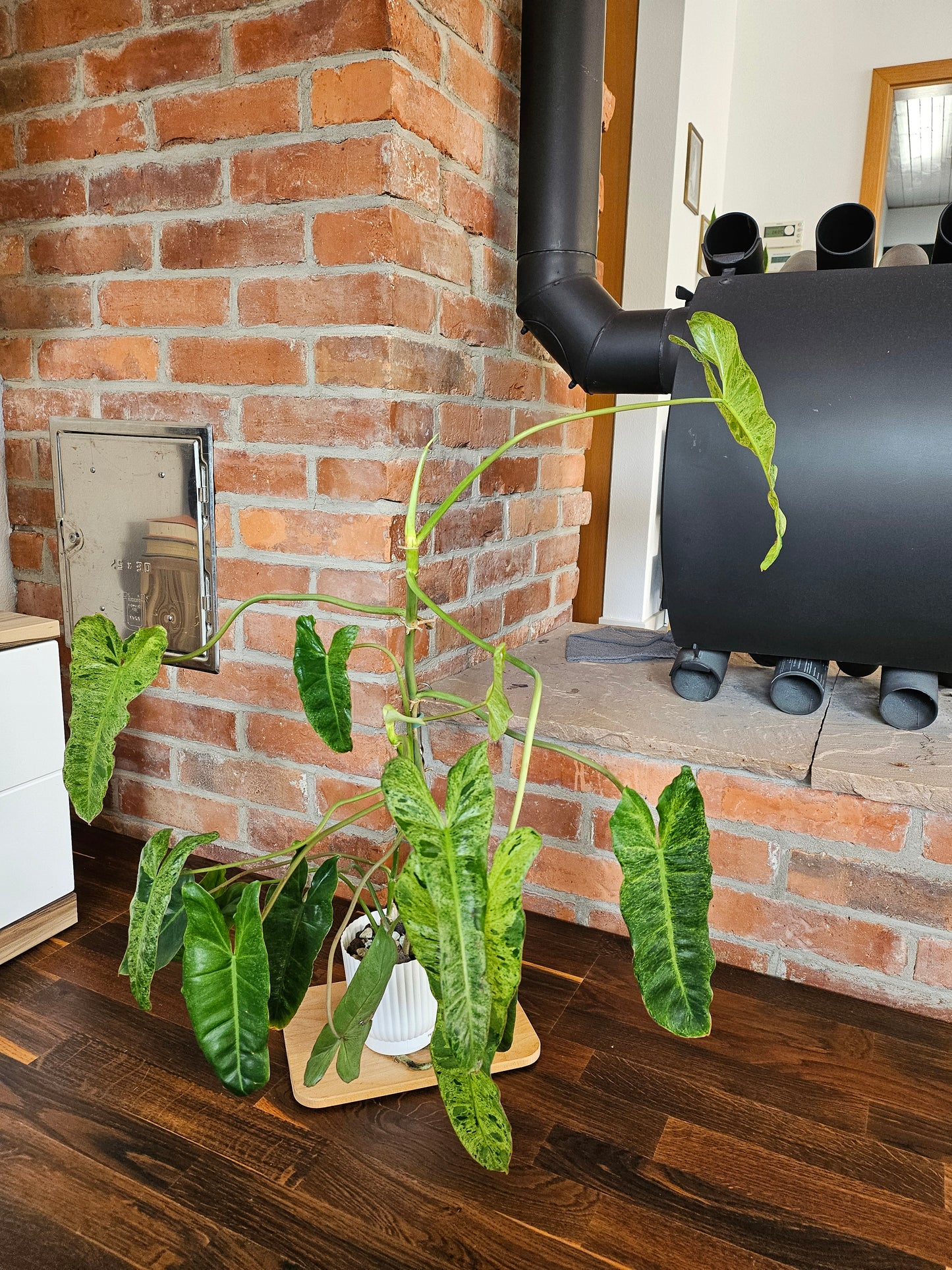 Philodendron Paraiso Verde ganze Pflanze