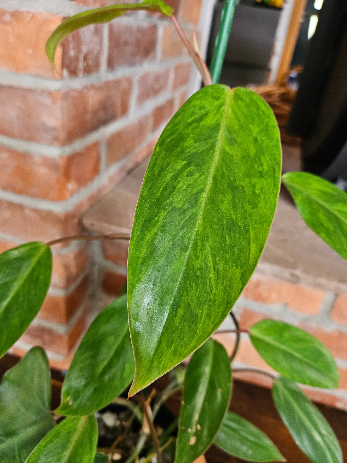 Philodendron Painted Lady
