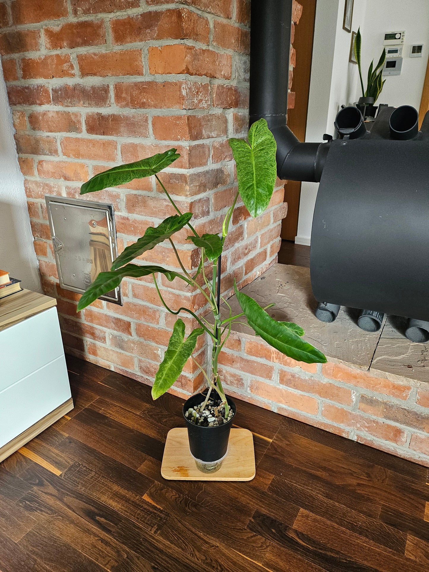 Philodendron Paraiso Verde ganze Pflanze