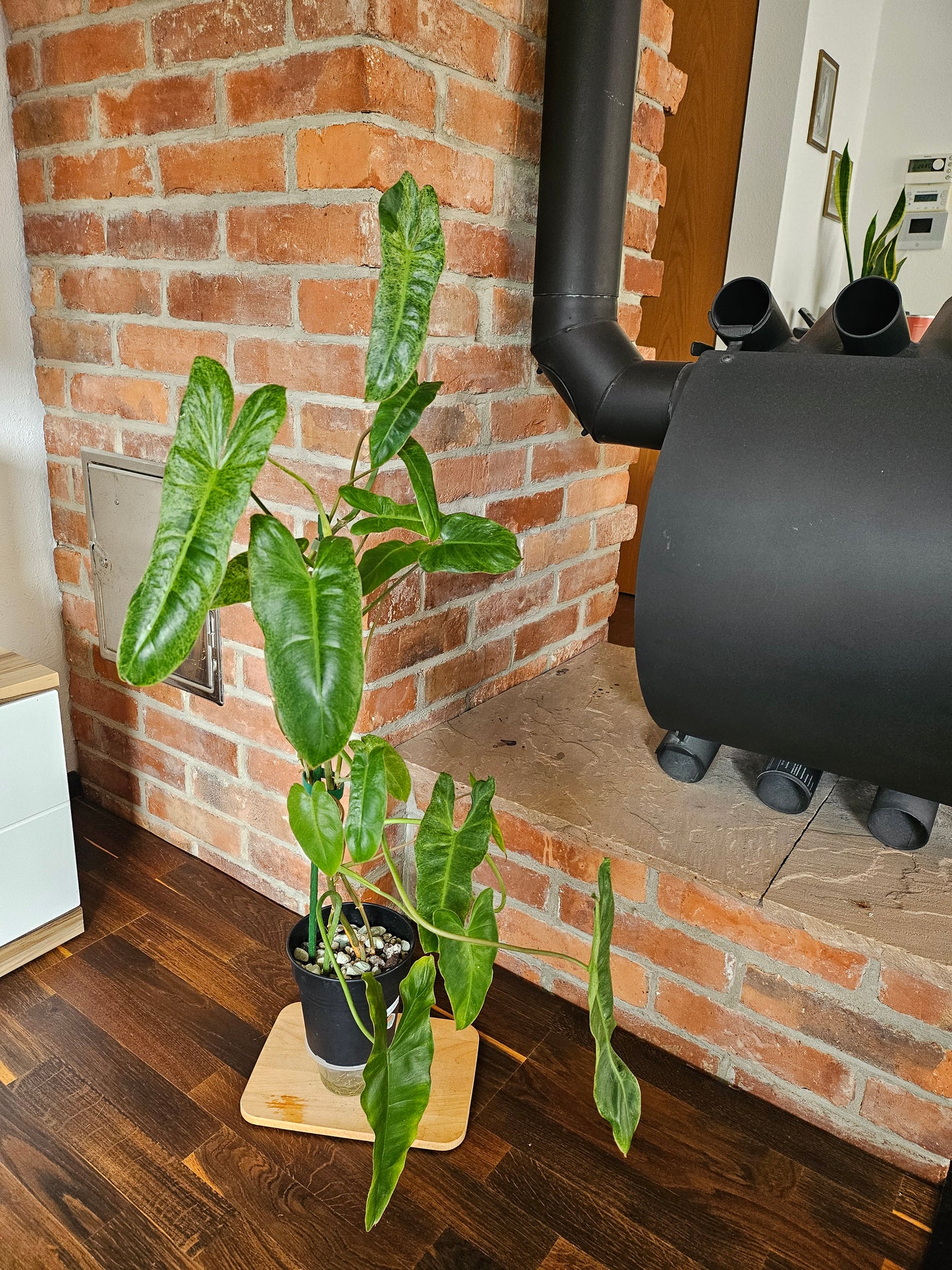 Philodendron Paraiso Verde