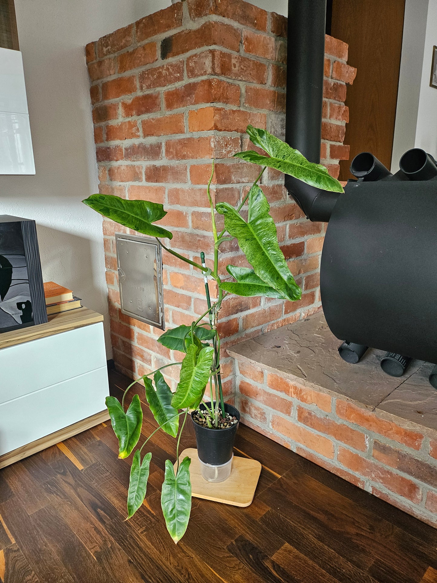 Philodendron Paraiso Verde