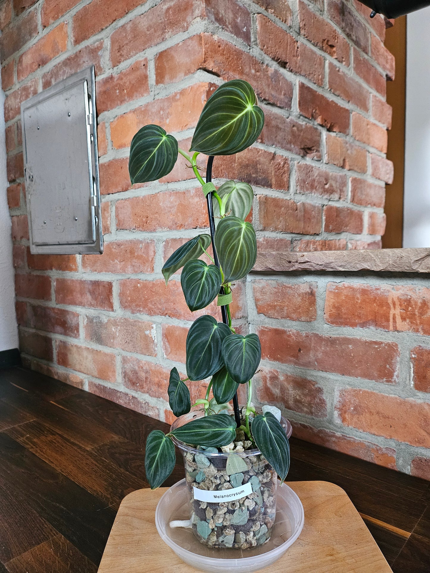 Philodendron Melanochrysum