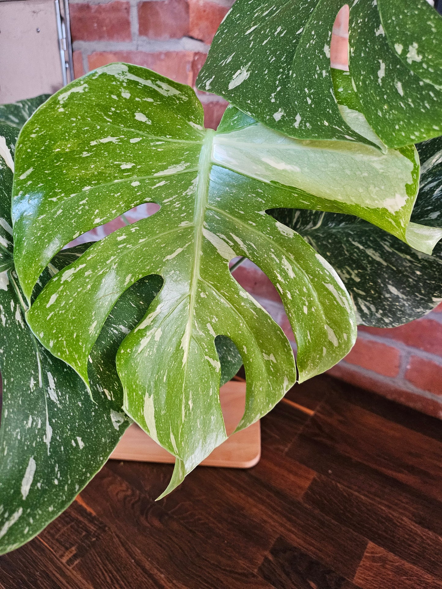Monstera Thai Constellation Pflanze mit toller Panaschierung