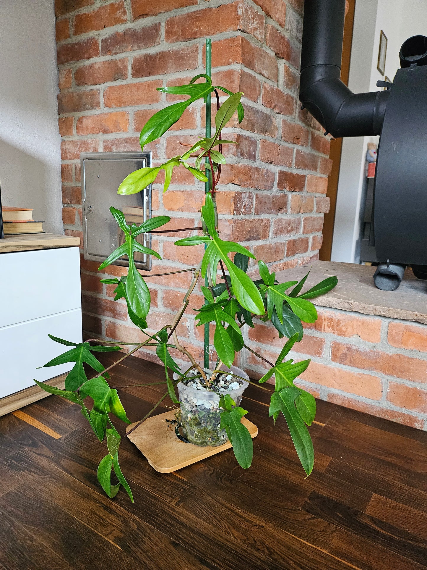 Philodendron Florida green ganze Pflanze