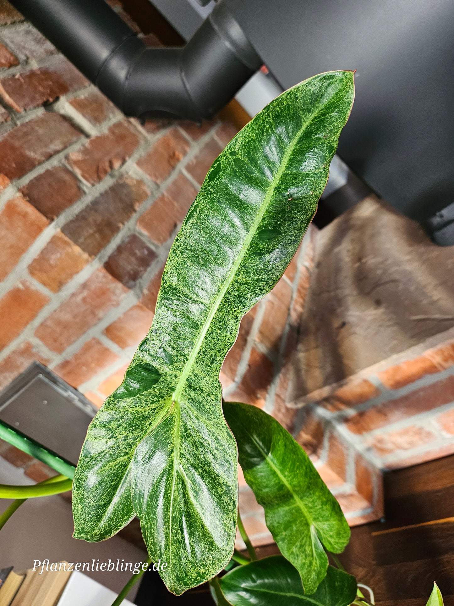 Philodendron Paraiso Verde Pflanze