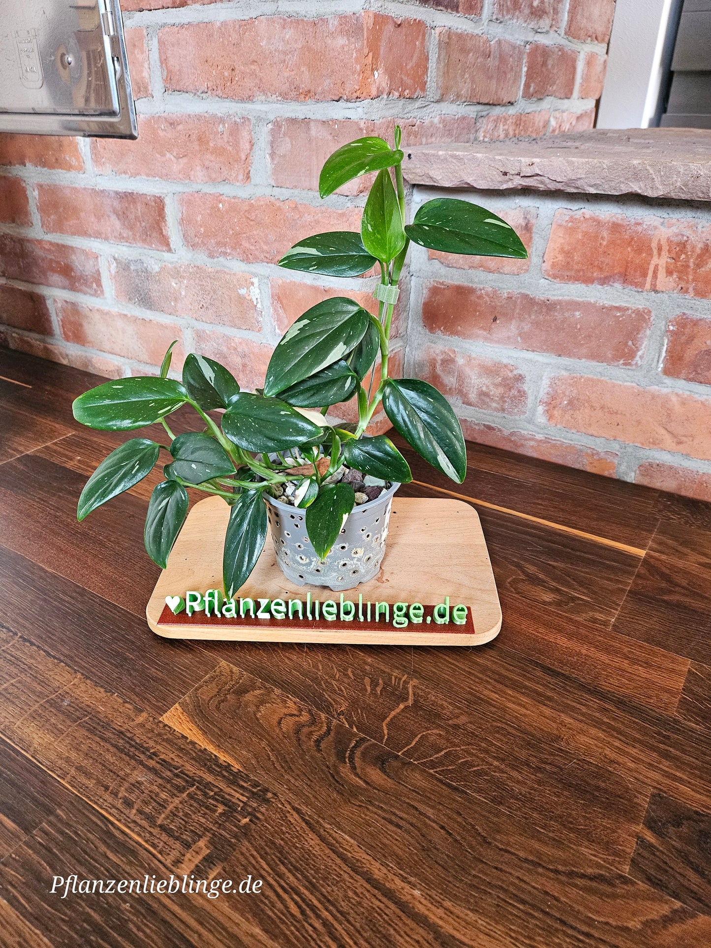 Monstera Standleyana variegata Pflanze