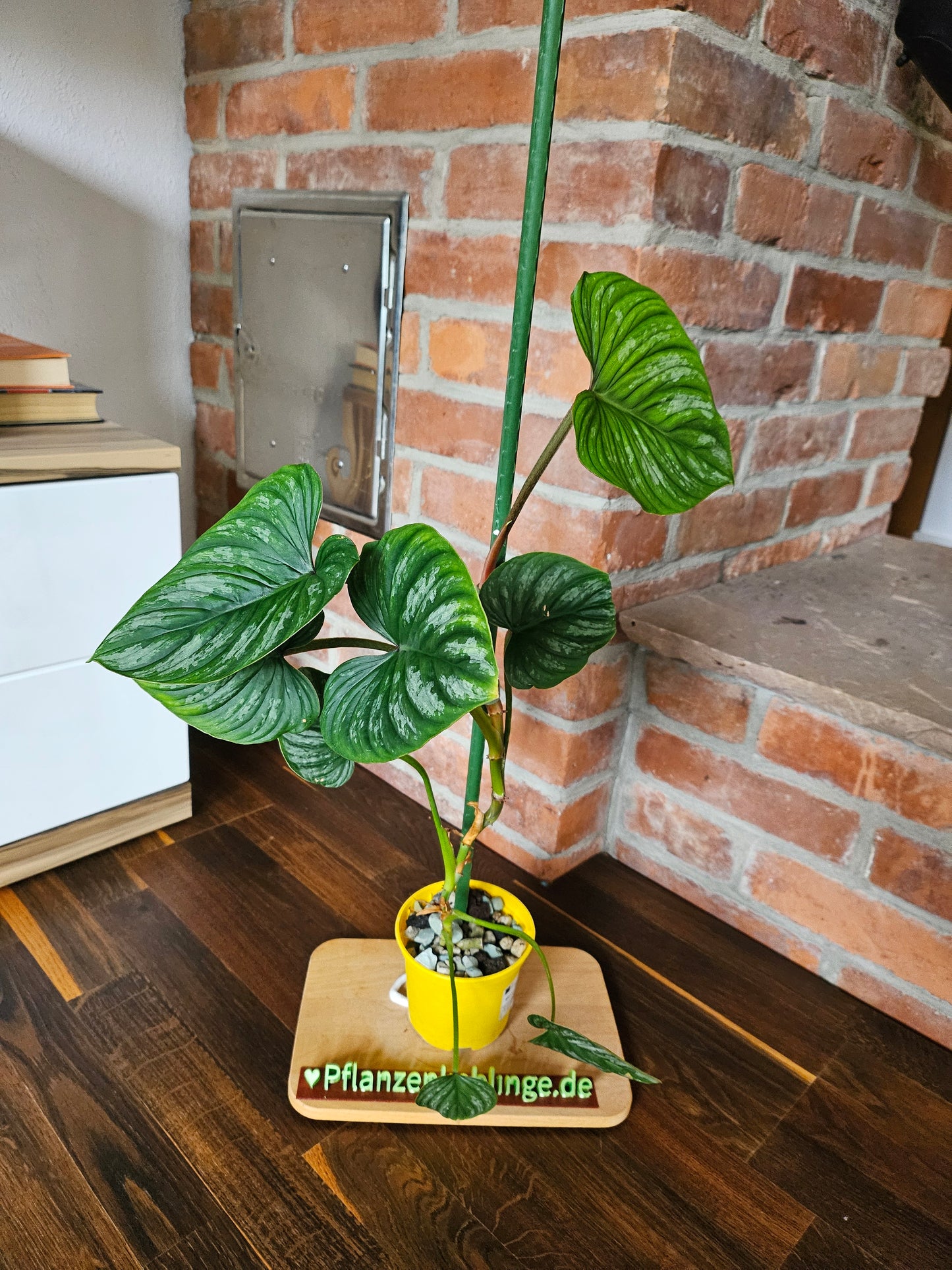 Philodendron Mamei