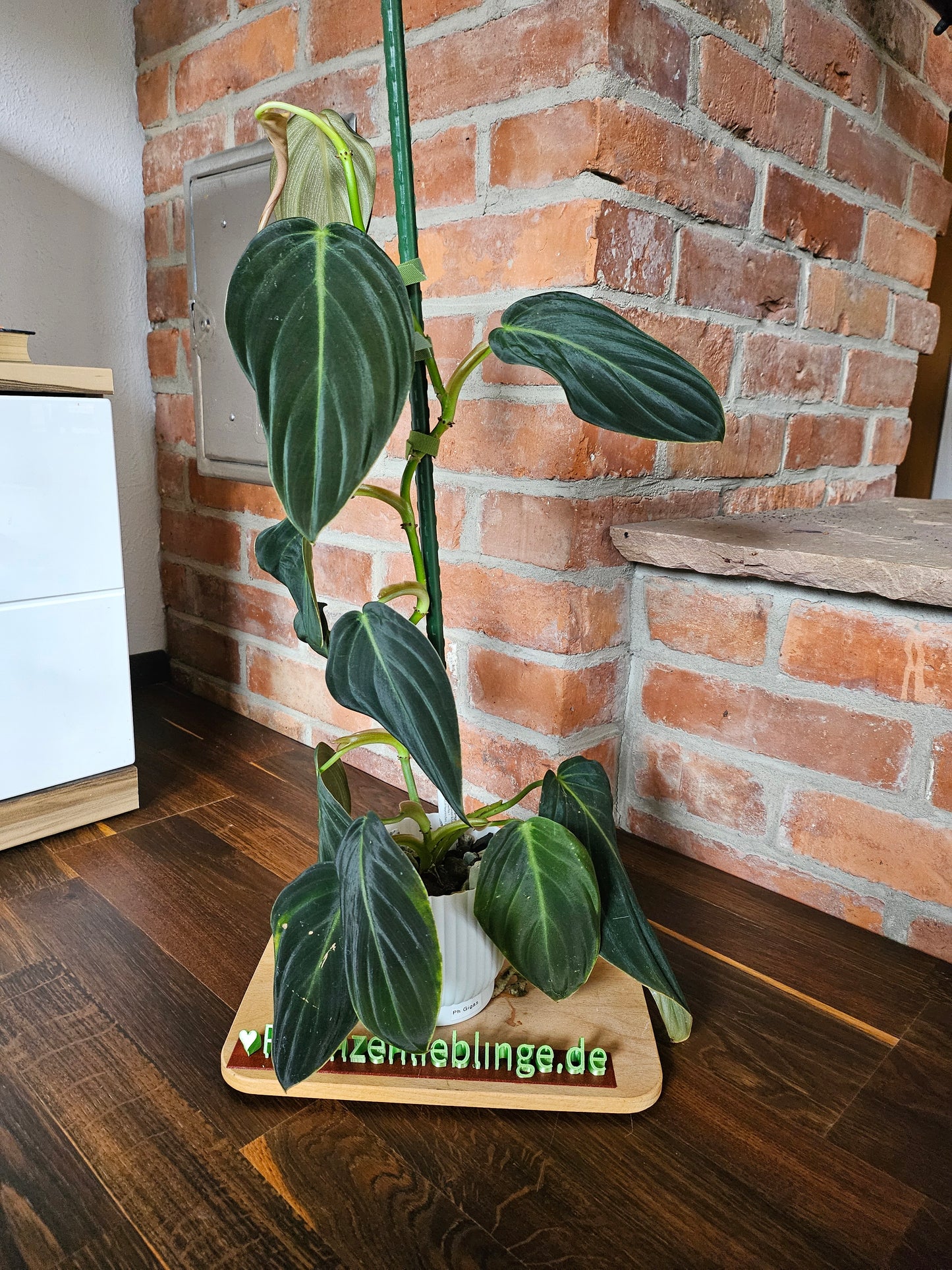 Philodendron Gigas