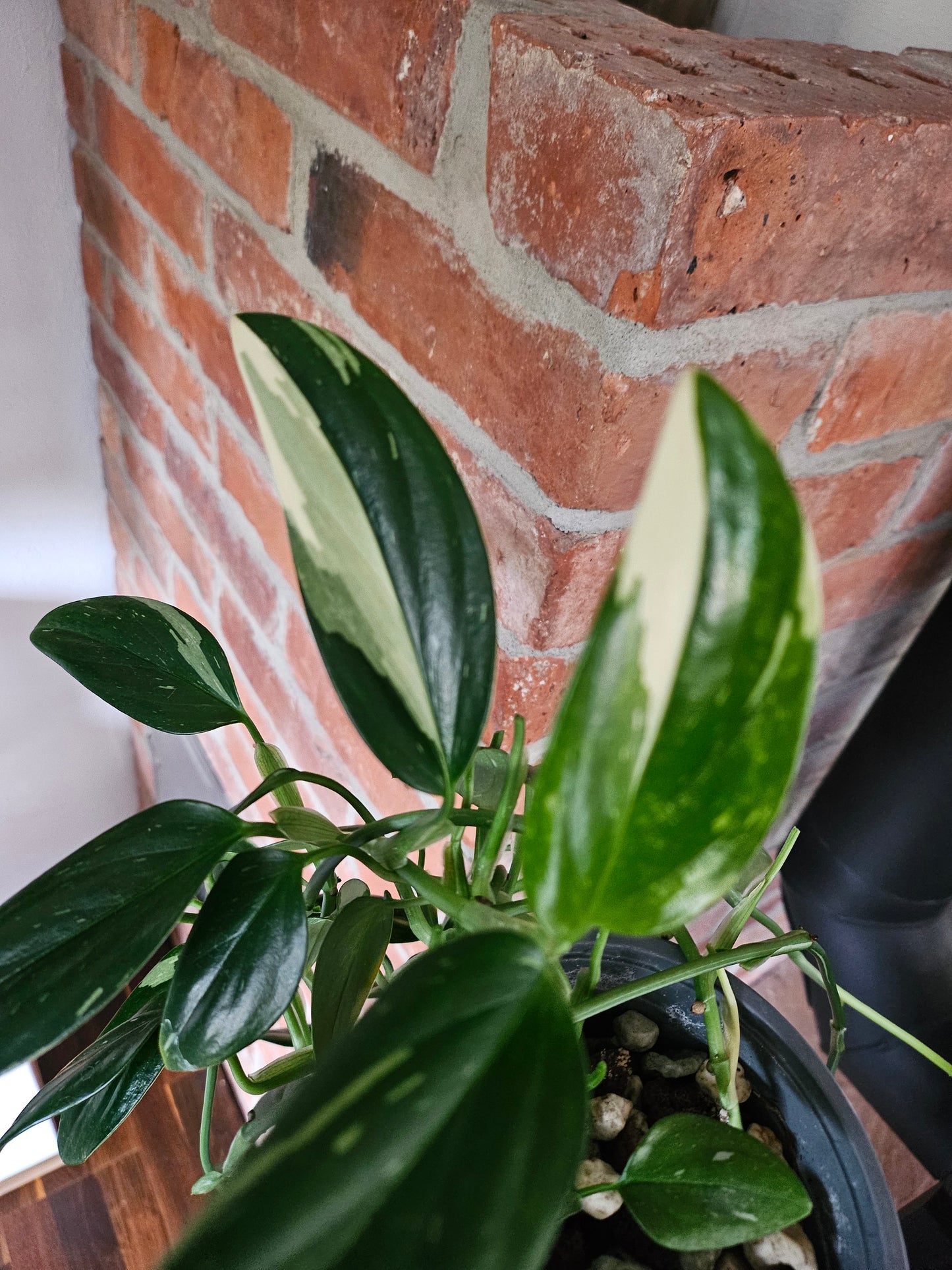Monstera Standleyana variegata (cobra)