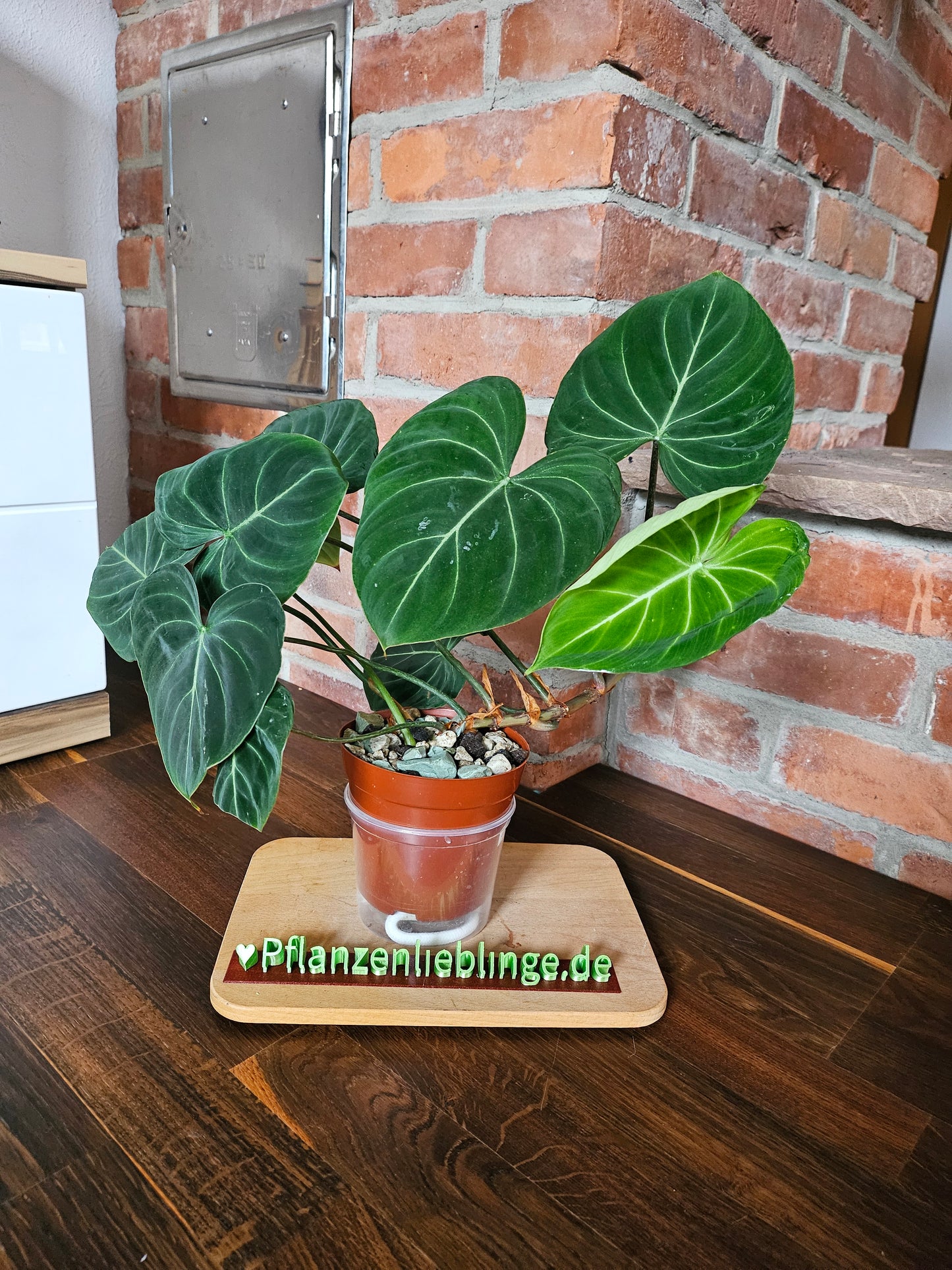 Philodendron Gloriosum