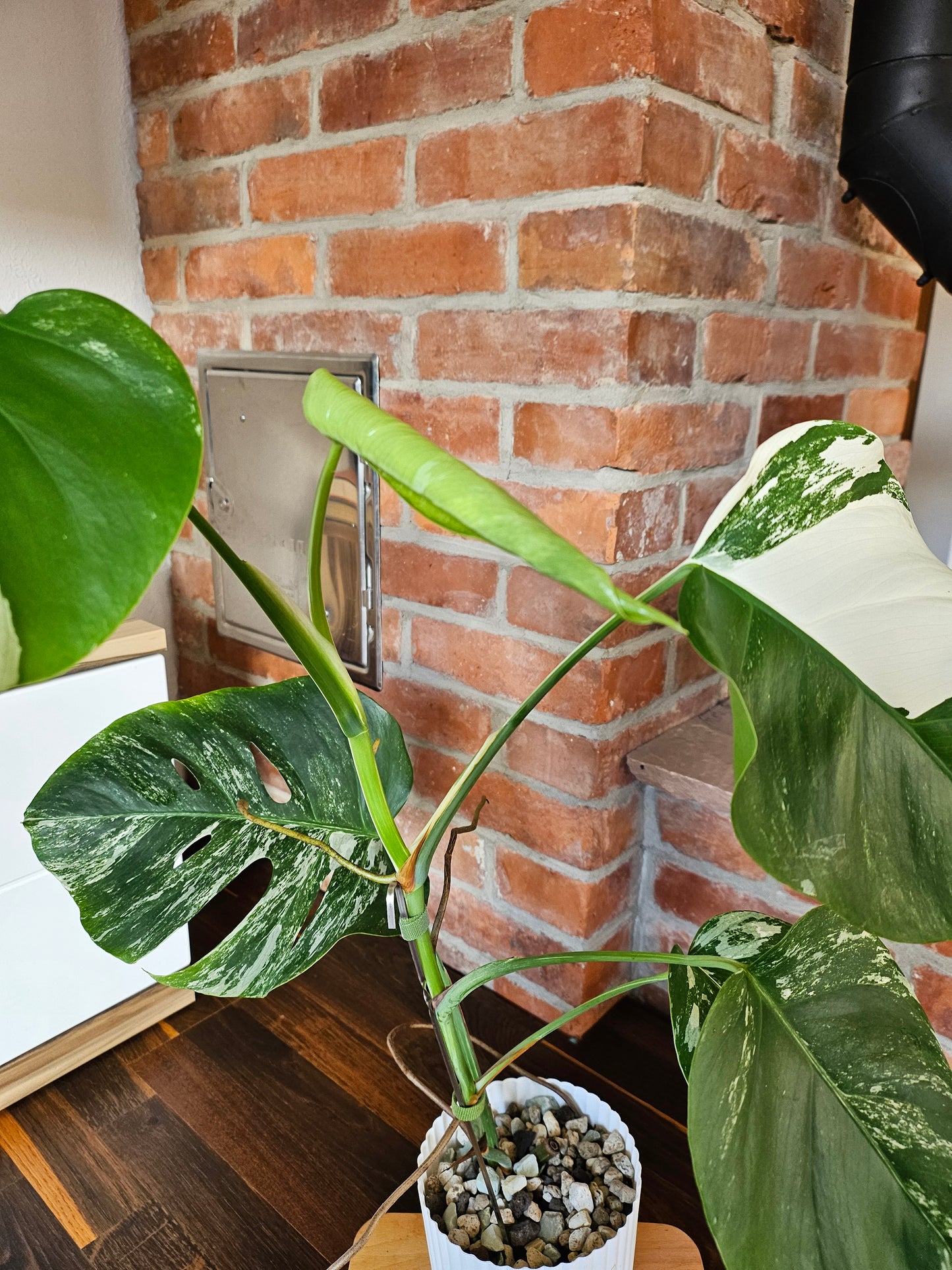 Monstera Deliciosa variegata Pflanze mit tollem Weißanteil