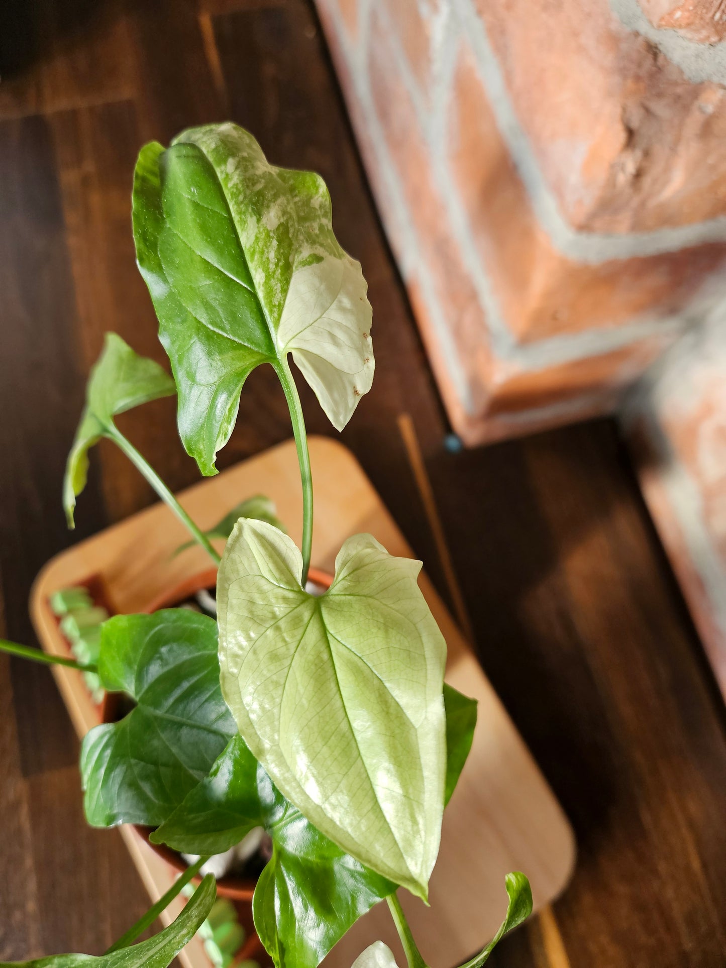 Syngonium albo variegata Pflanze