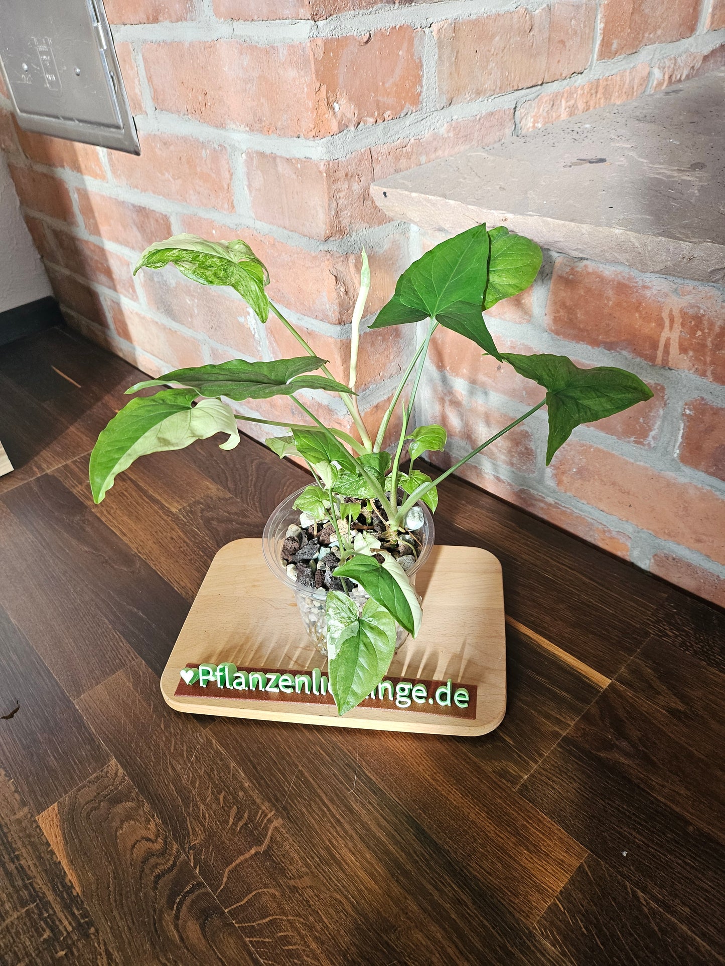 Syngonium albo variegata Pflanze