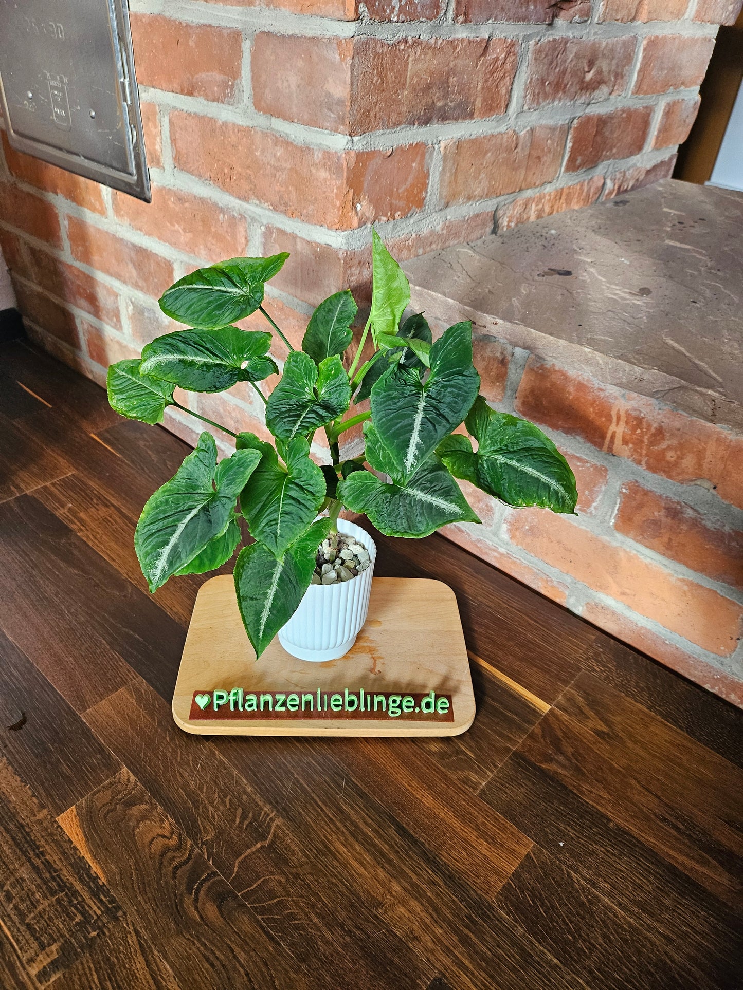 Syngonium scrambled eggs vergrünt