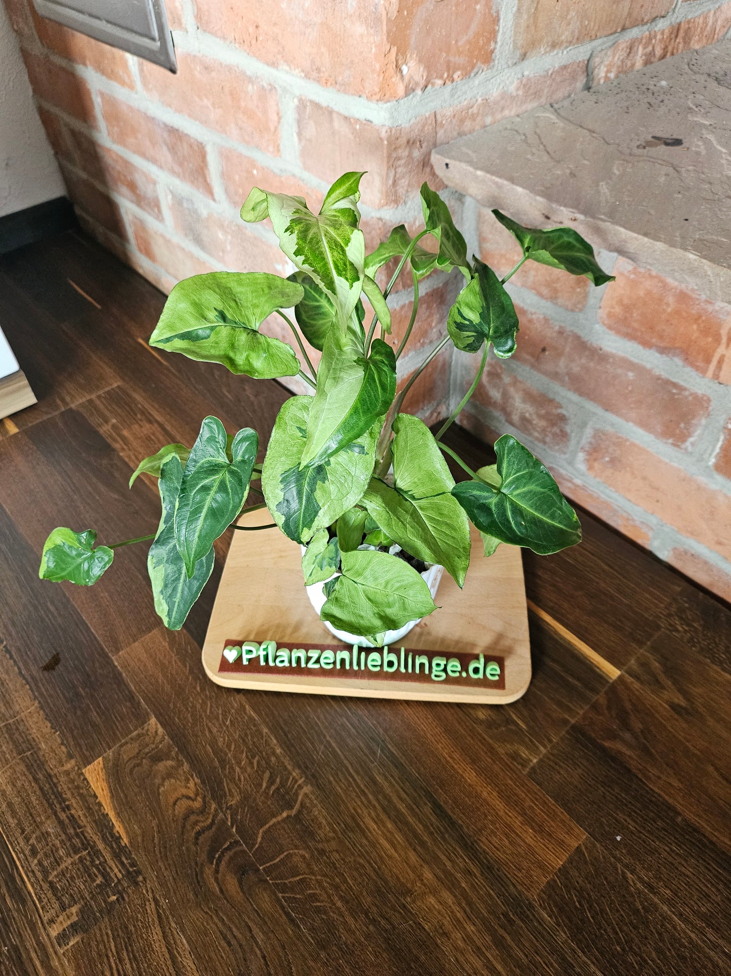 Syngonium three kings Pflanze