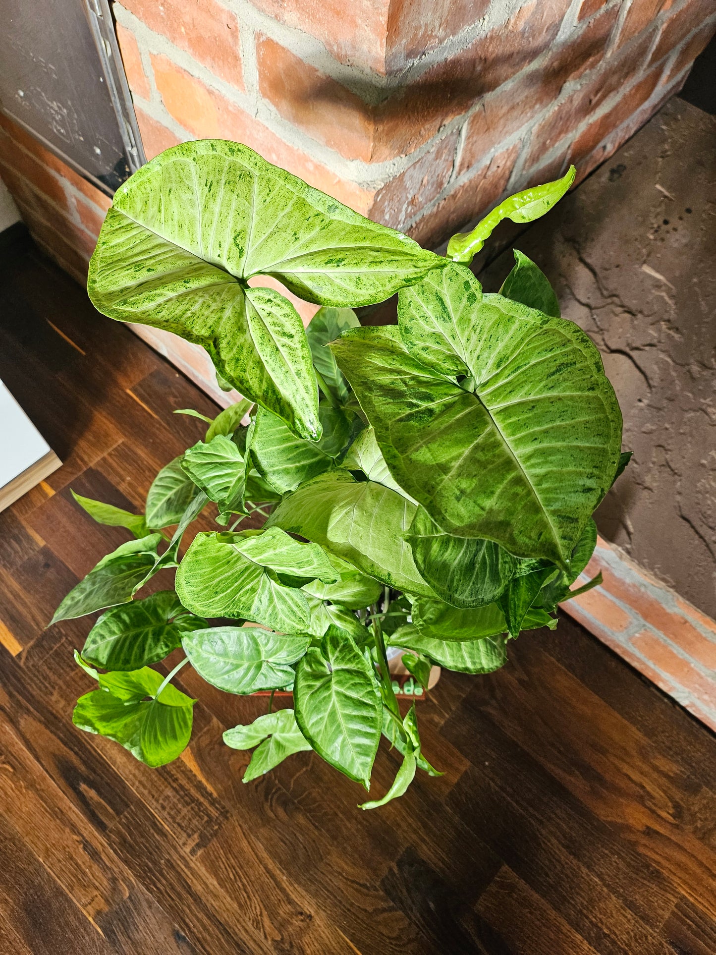 Syngonium Panda white form white Panda Rarität