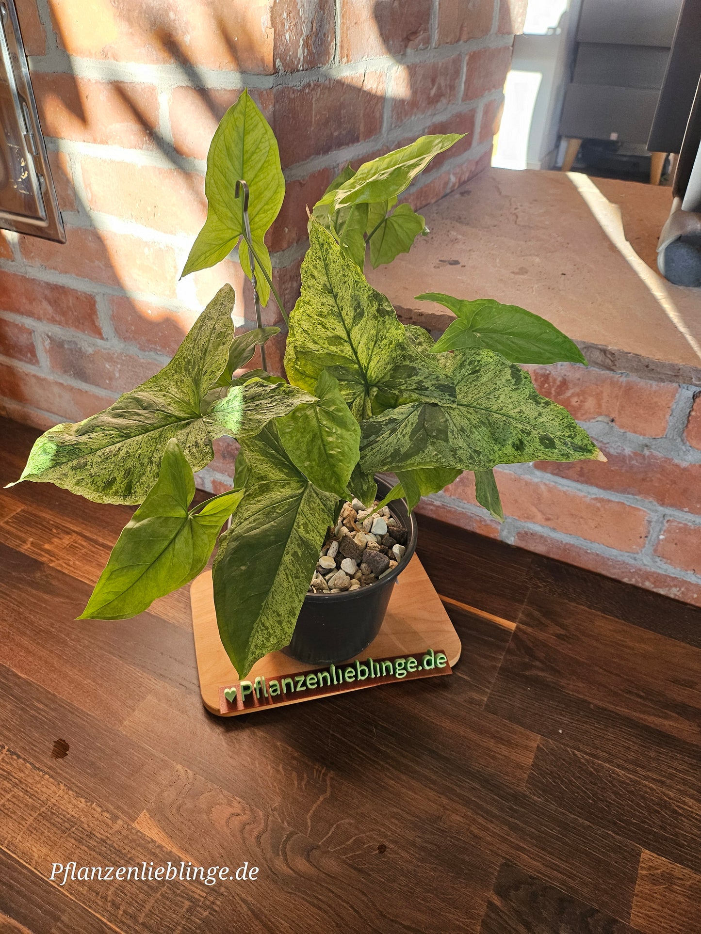 Syngonium Mottled Mojito