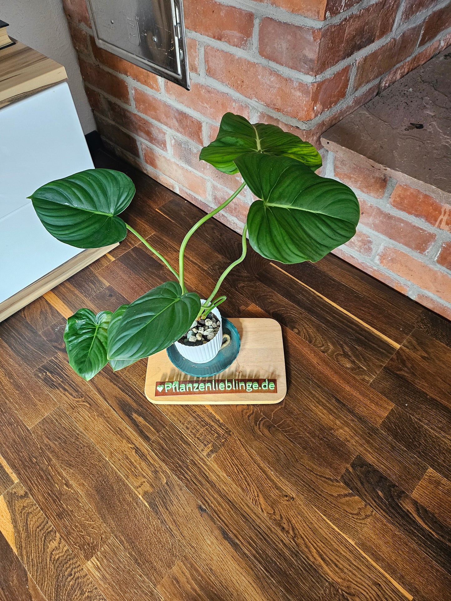 Philodendron Pastazanum Pflanze