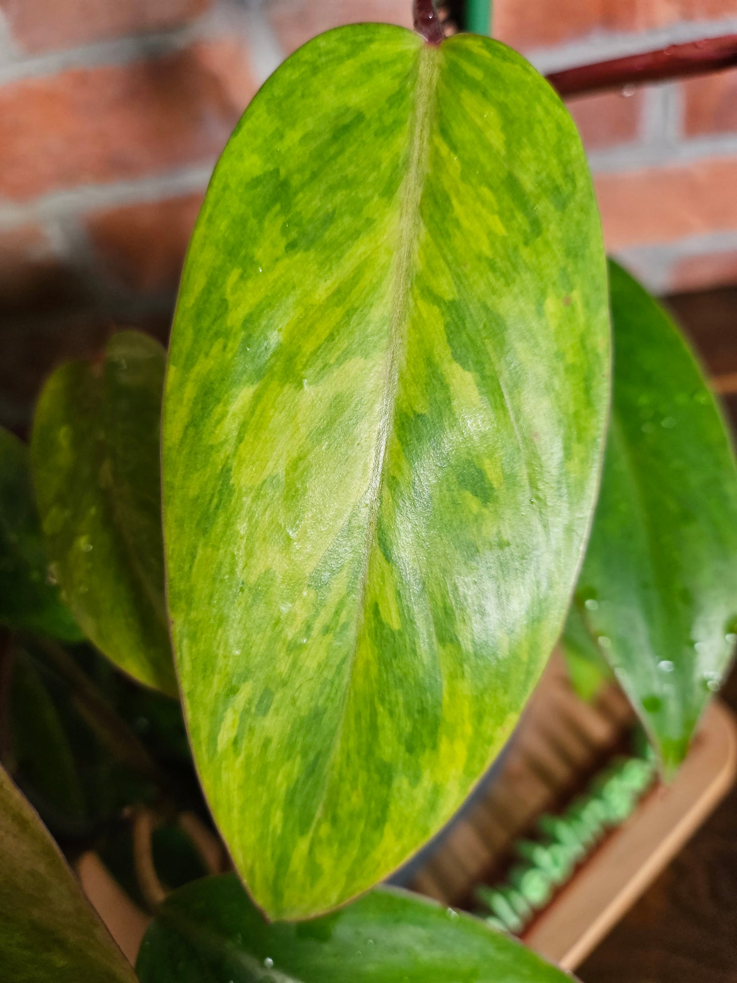 Philodendron painted lady