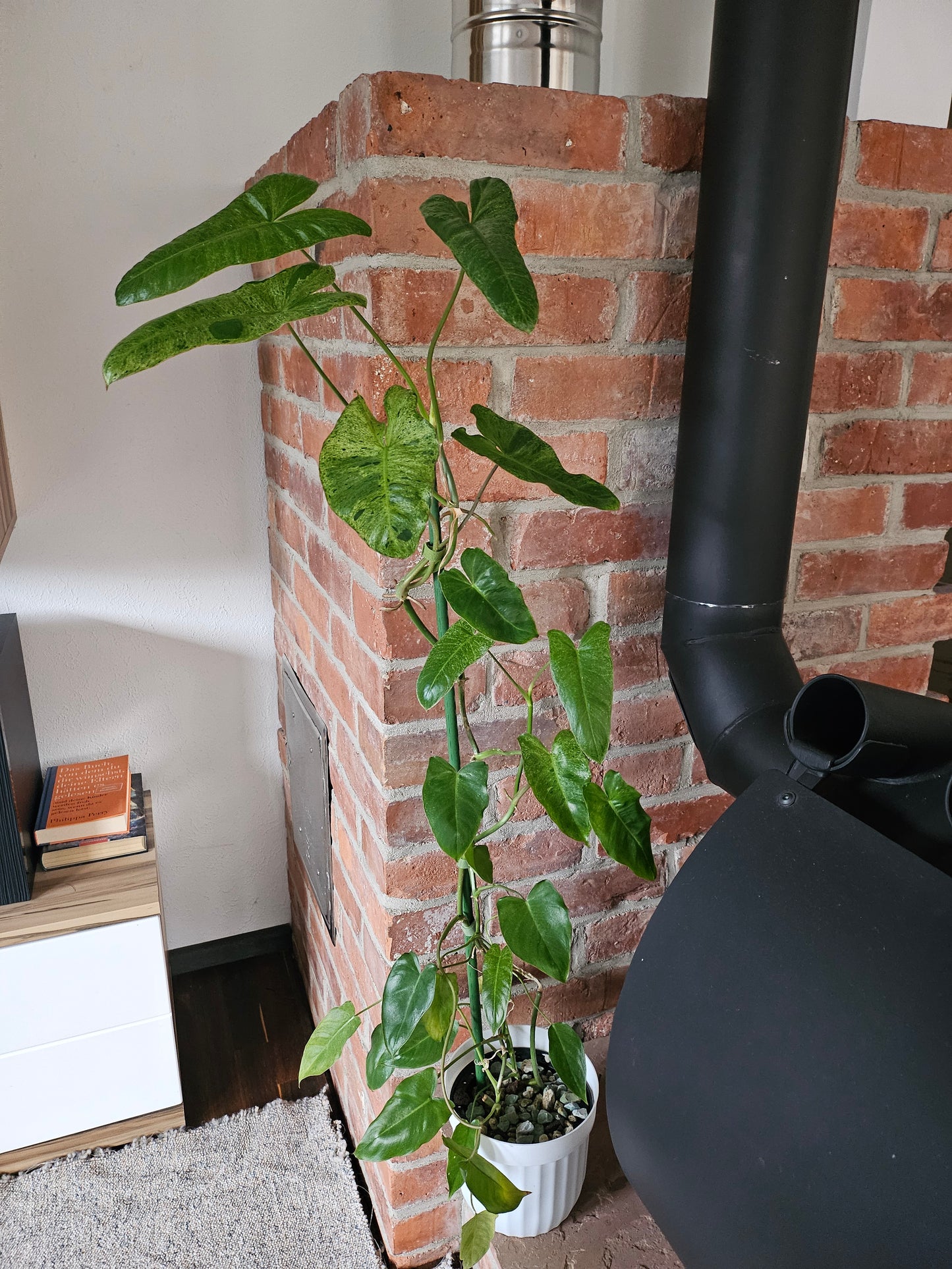 Philodendron Paraiso verde ganze Pflanze