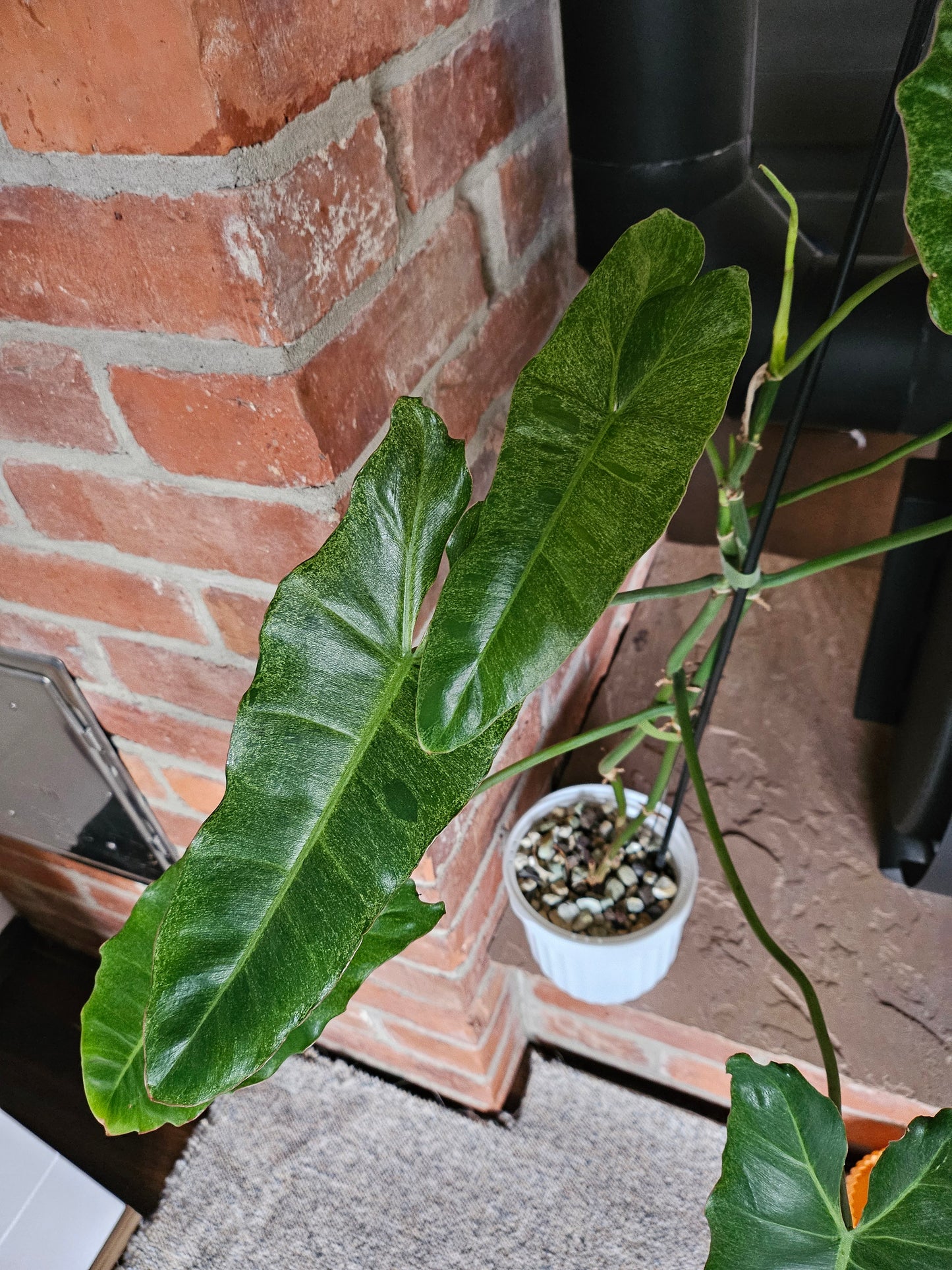 Philodendron Paraiso verde ganze Pflanze