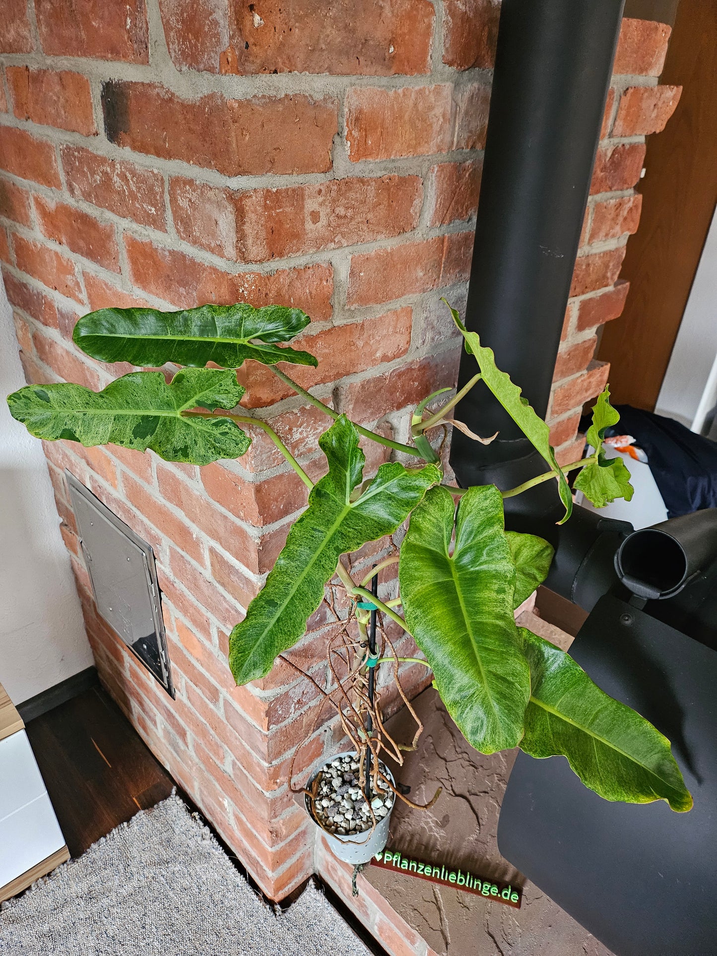 Philodendron Paraiso verde ganze Pflanze