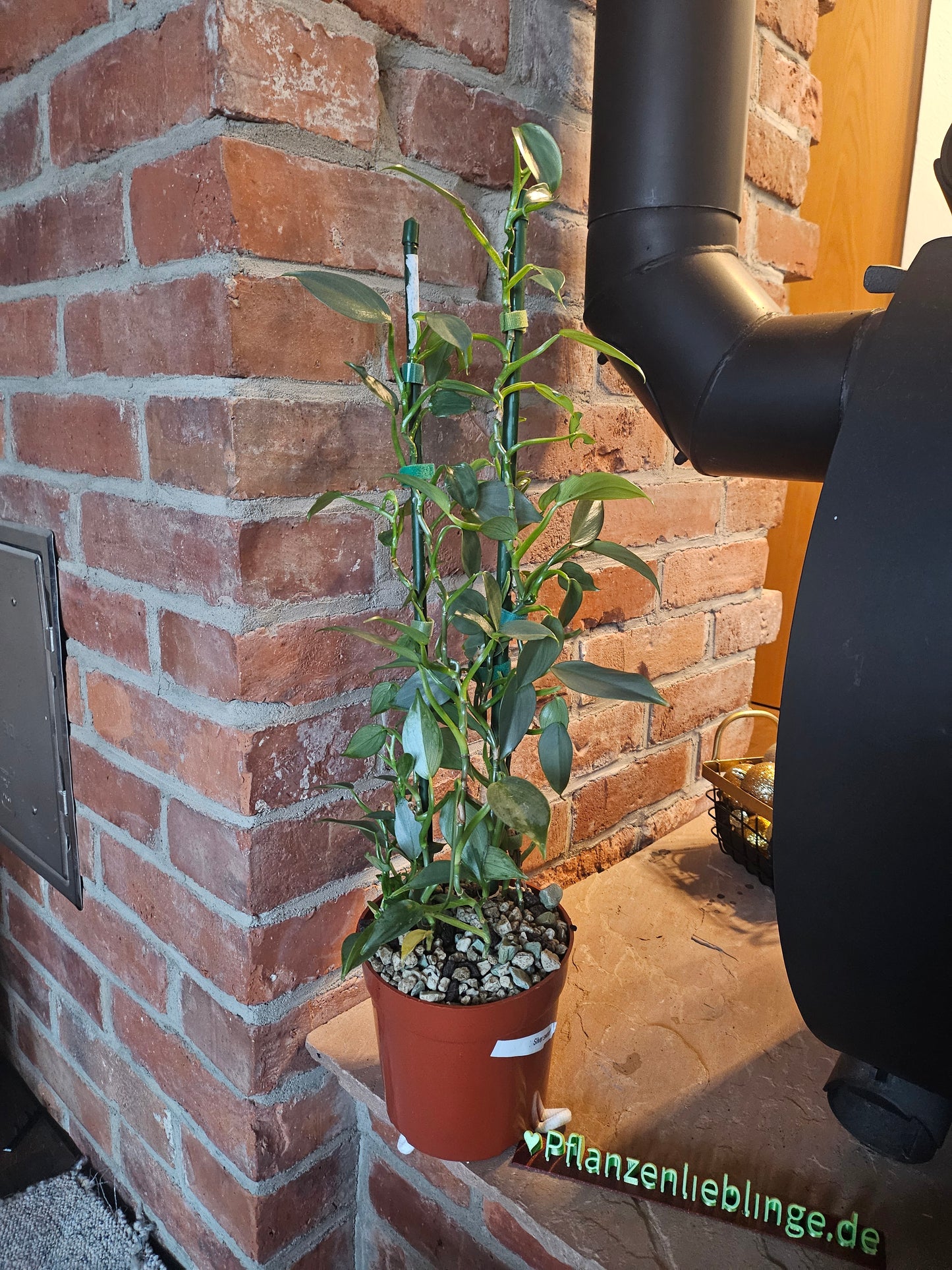 Philodendron silver sword Pflanze inkl. Topf und Substrat