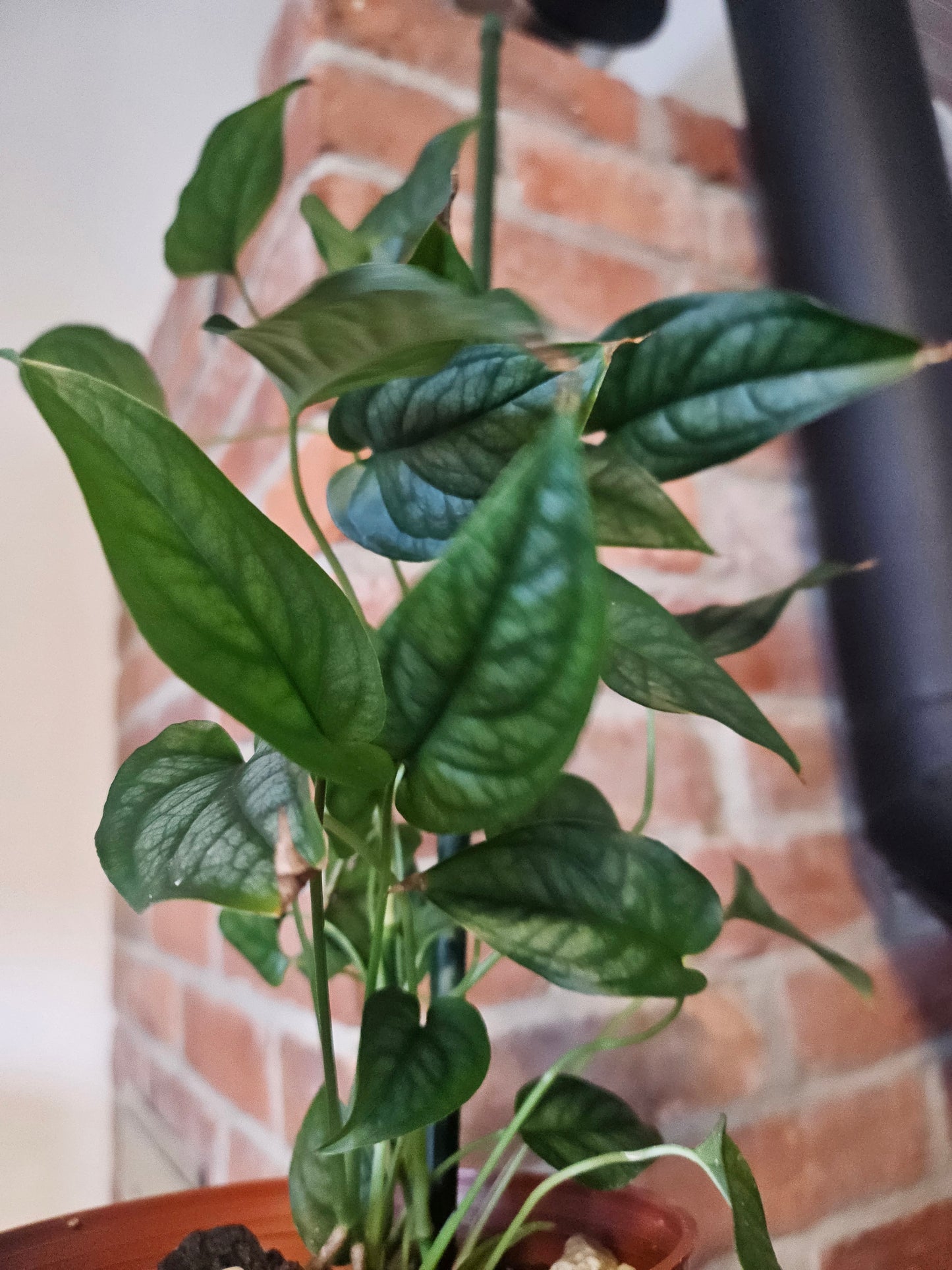 Monstera Siltepecana Pflanze