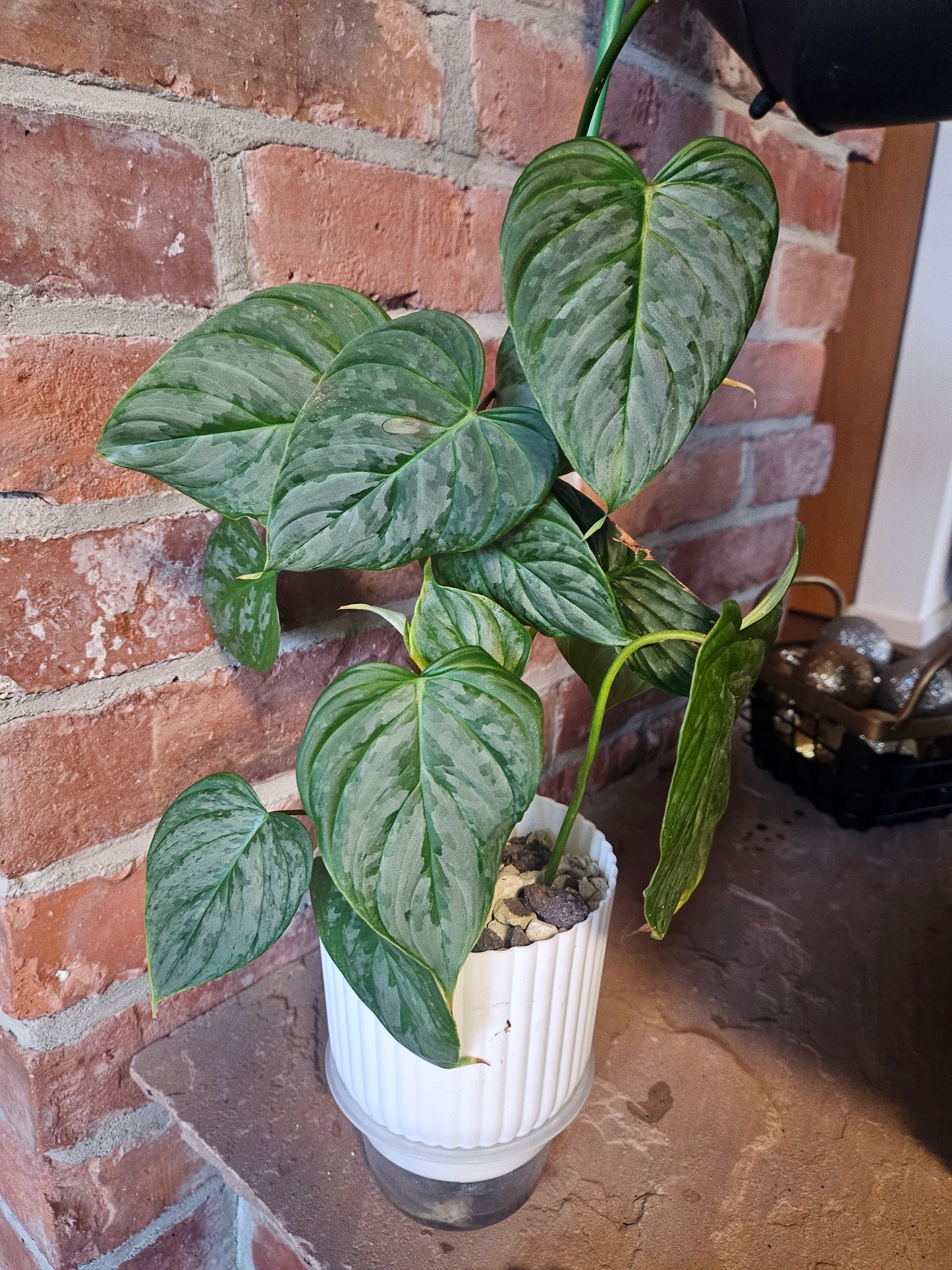 Philodendron Majestic Pflanze inkl. Topf und mineralischem Substrat