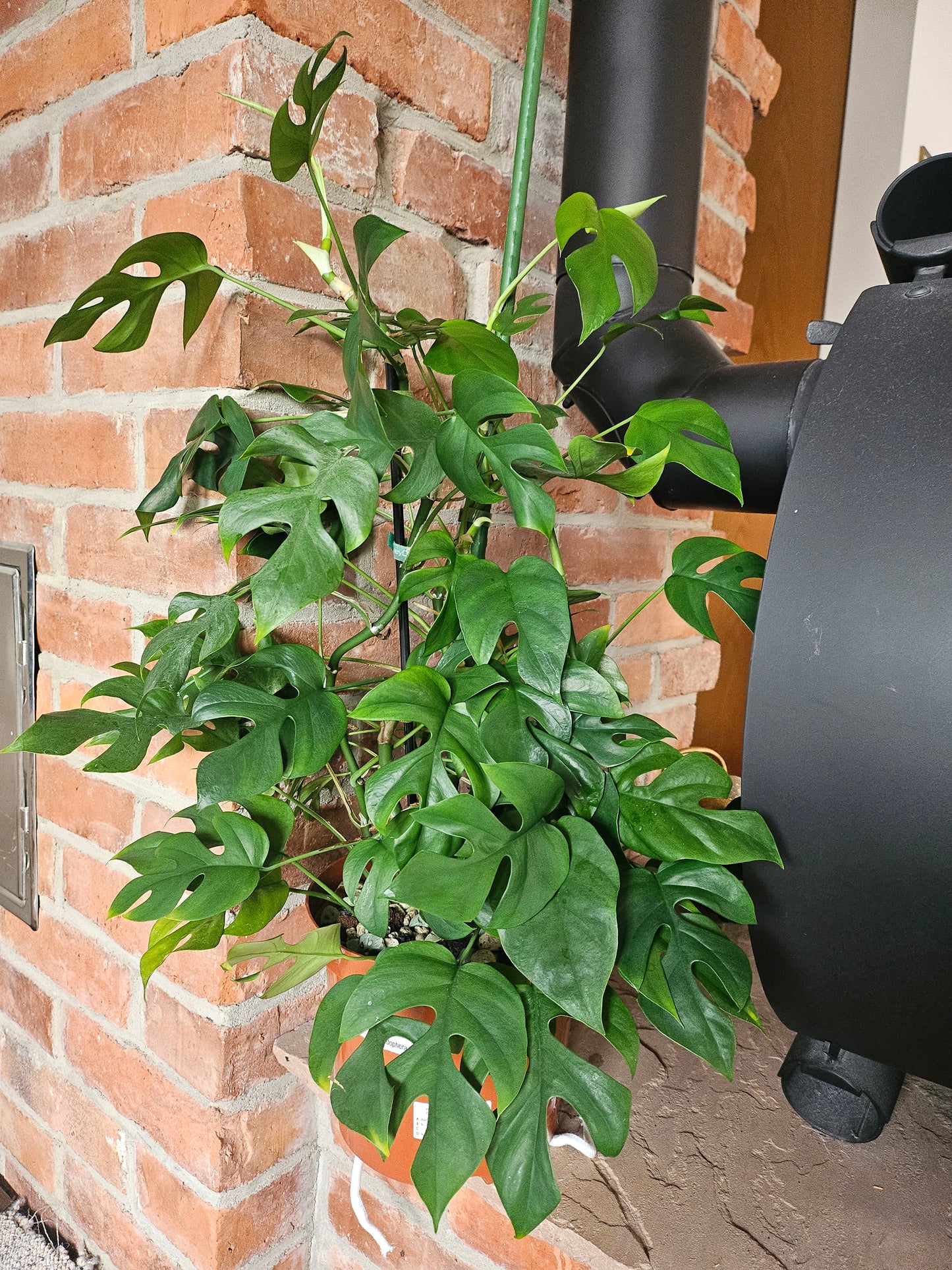 Rhaphidophora Tetrasperma variegata vergrünt XXL Pflanze