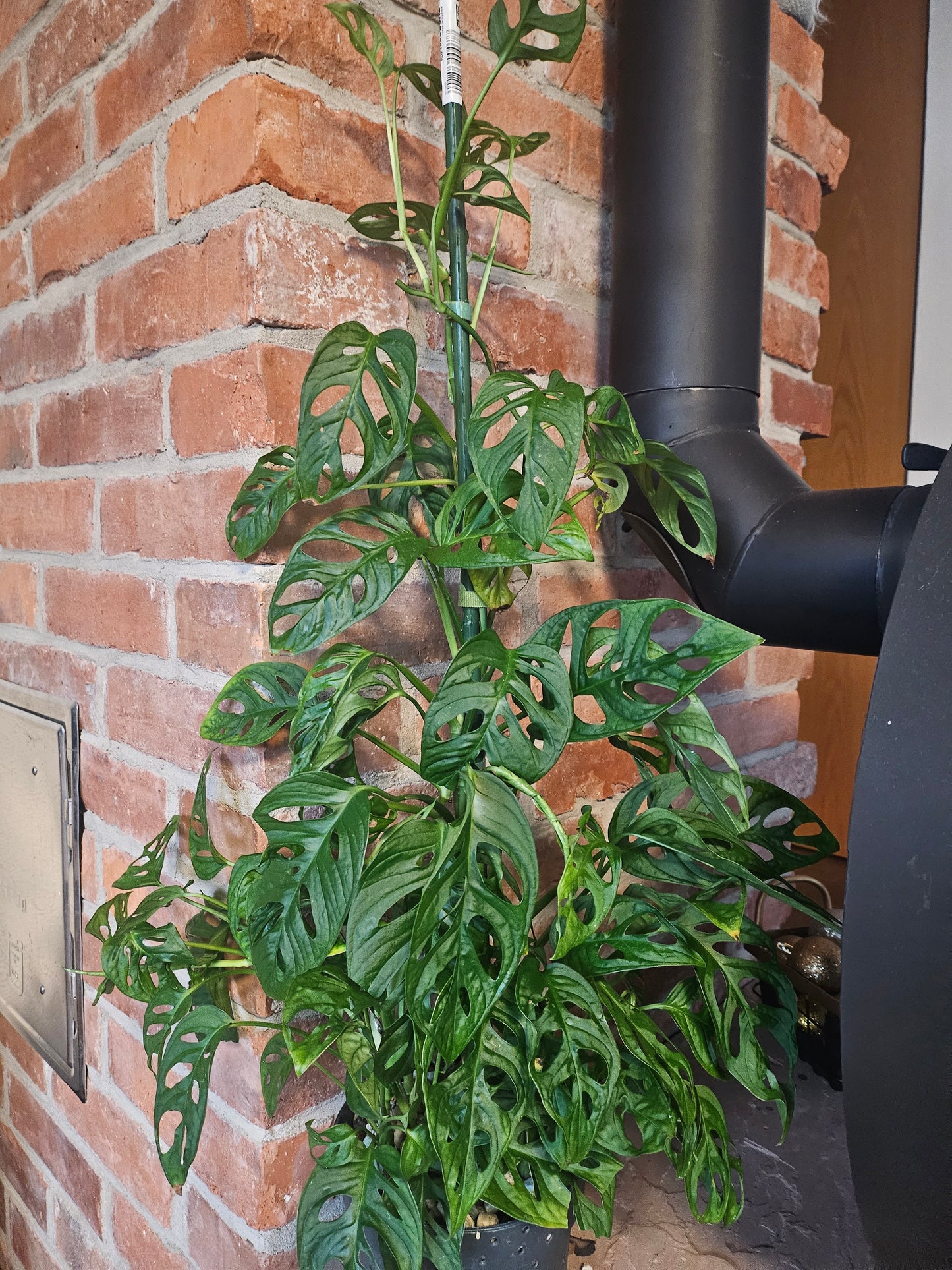 Monstera Adansonii XXL Pflanze inkl. Topf und mineralischem Substrat