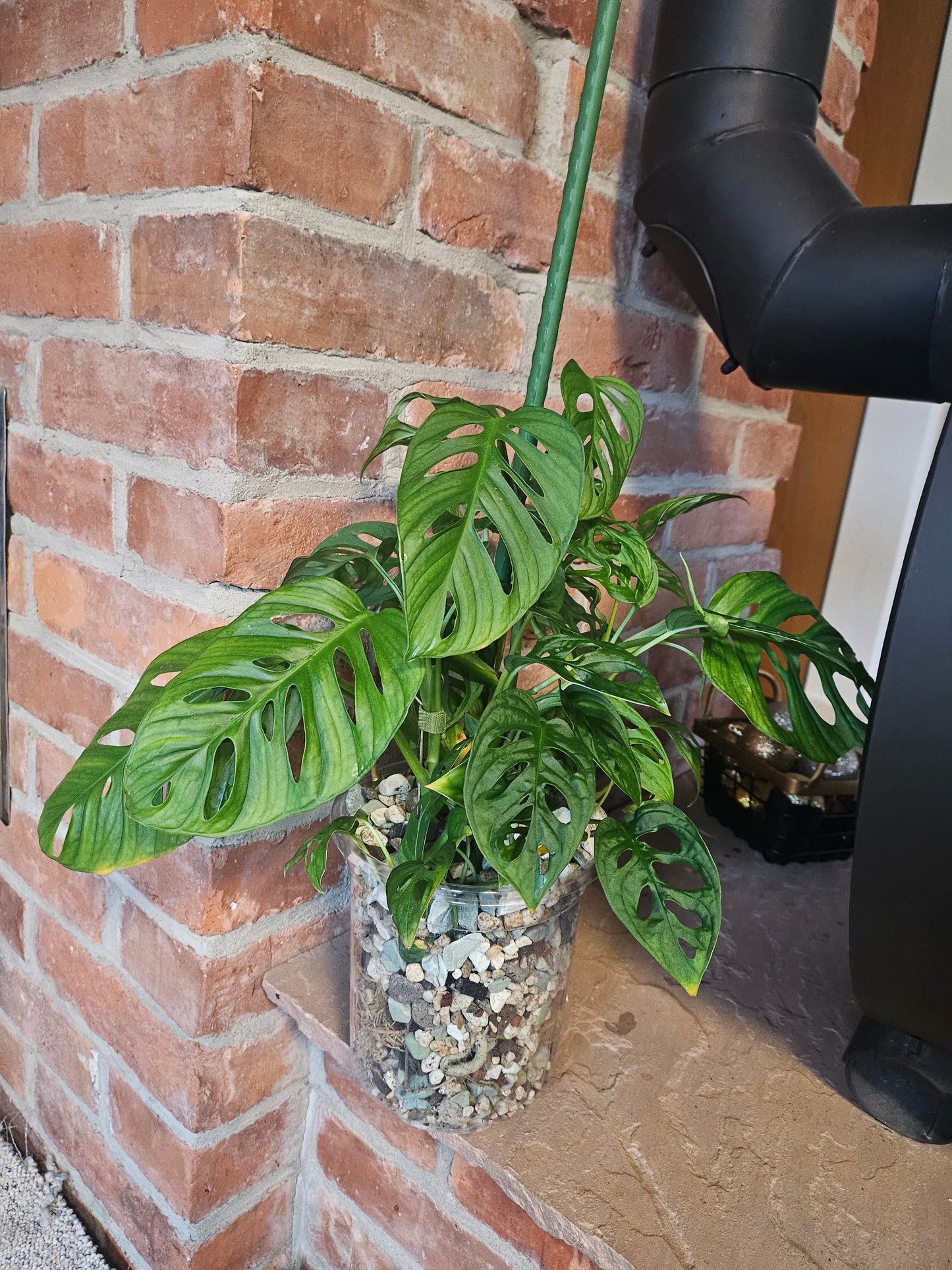 Monstera Adansonii inkl. Topf und mineralischem Substrat