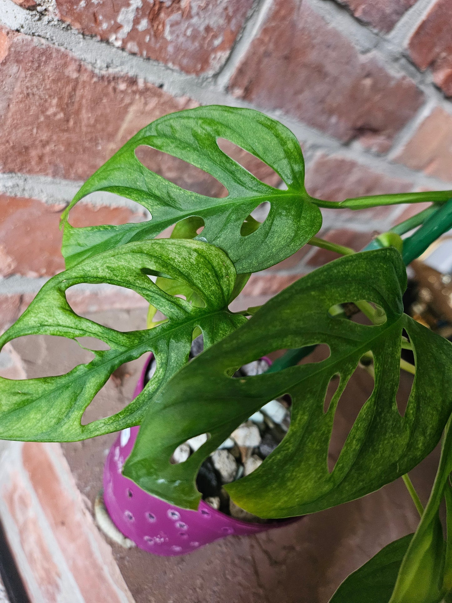 Monstera Adansonii mint variegata Pflanze inkl. Topf und Substrat