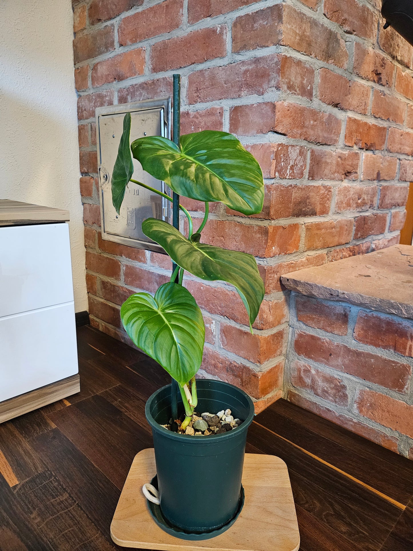 Philodendron Dean McDowell Pflanze