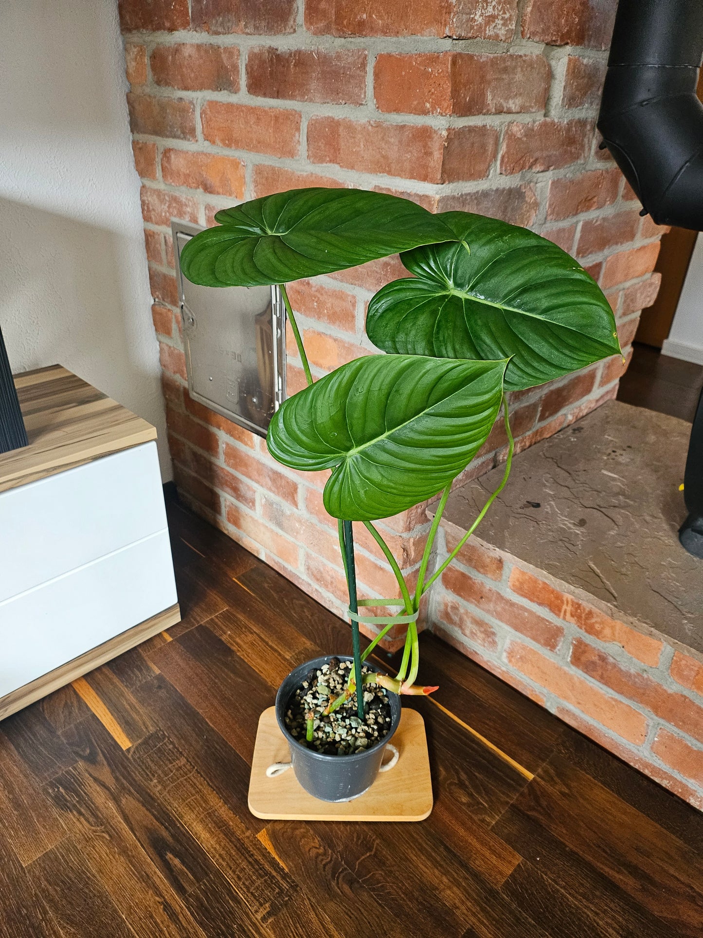 Philodendronn Pastazanum Pflanze