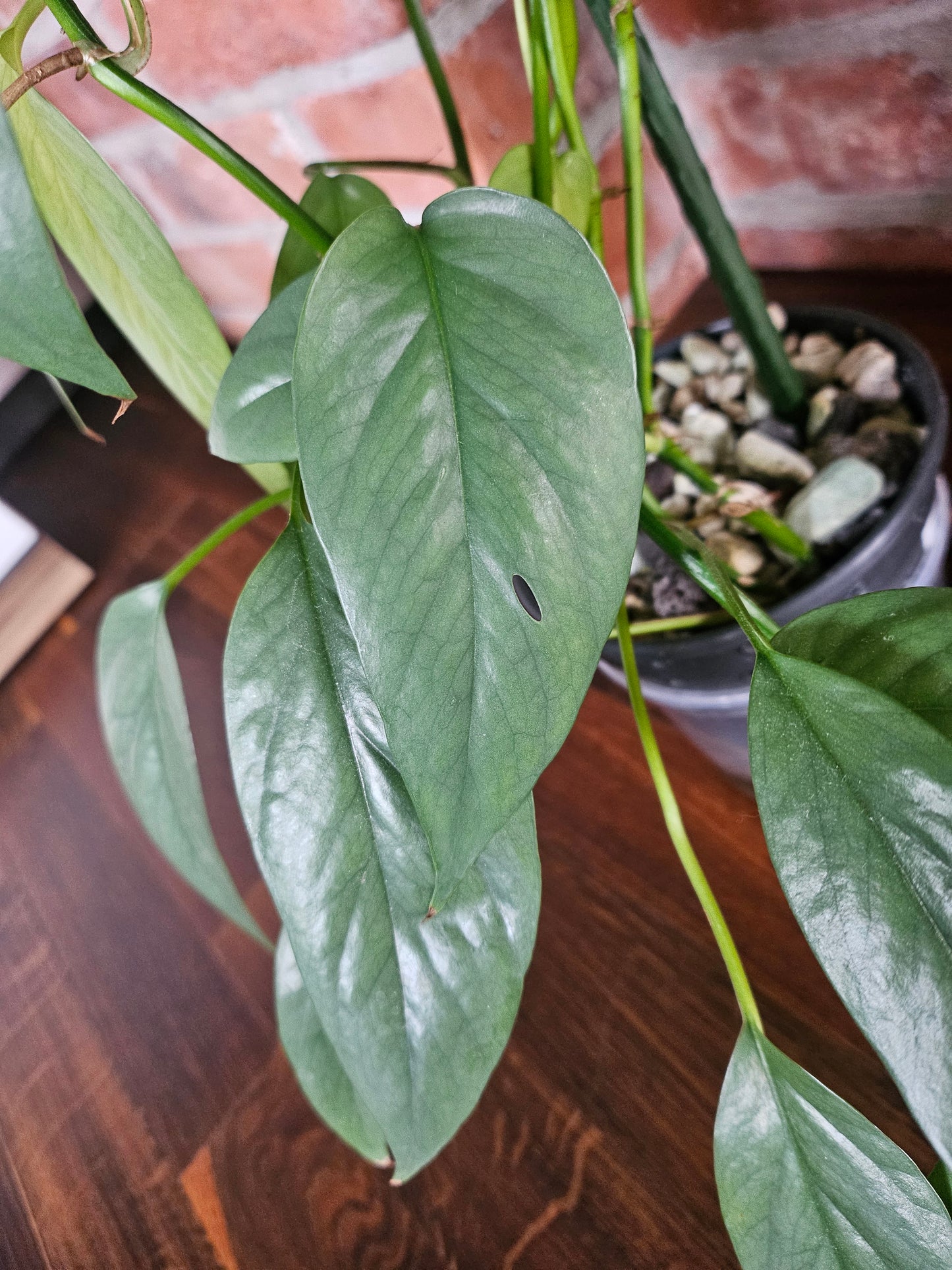 Epipremnum Pinnatum Cebu Blue Pflanze