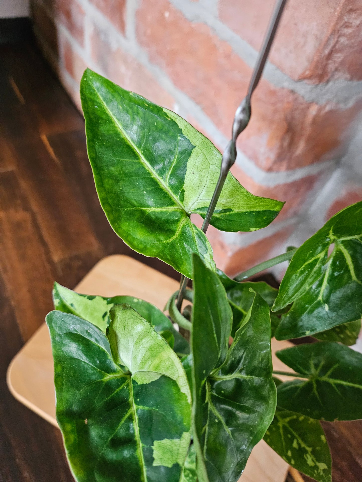 Syngonium three kings Pflanze