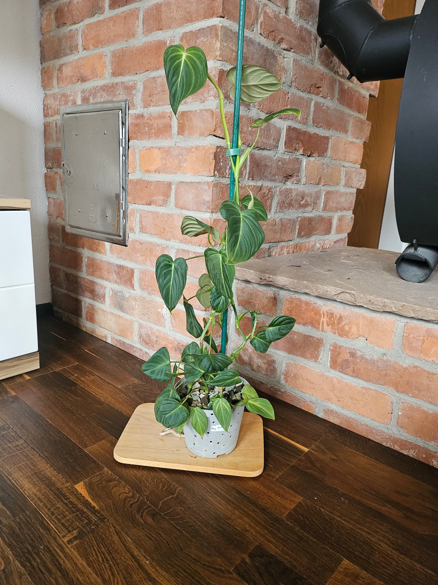 Philodendron Glorious Pflanze