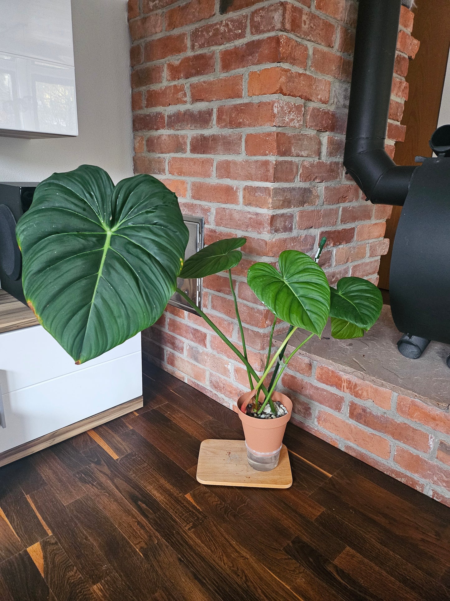 Philodendron Dean McDowell Pflanze