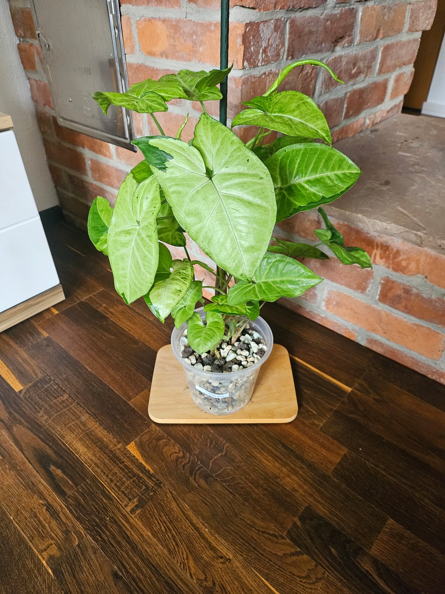 Syngonium panda white form white panda Pflanze