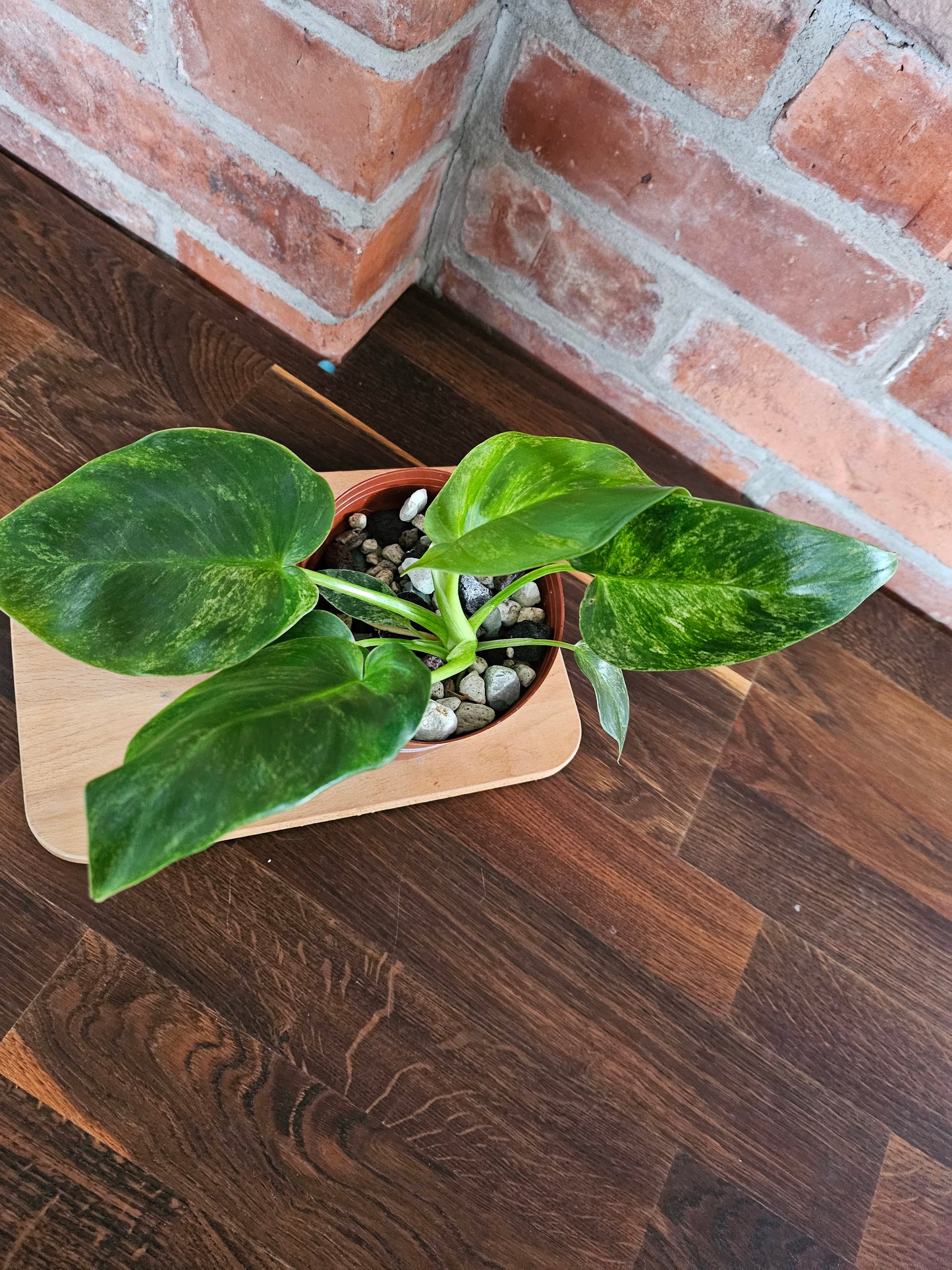 Philodendron Giganteum variegata Pflanze