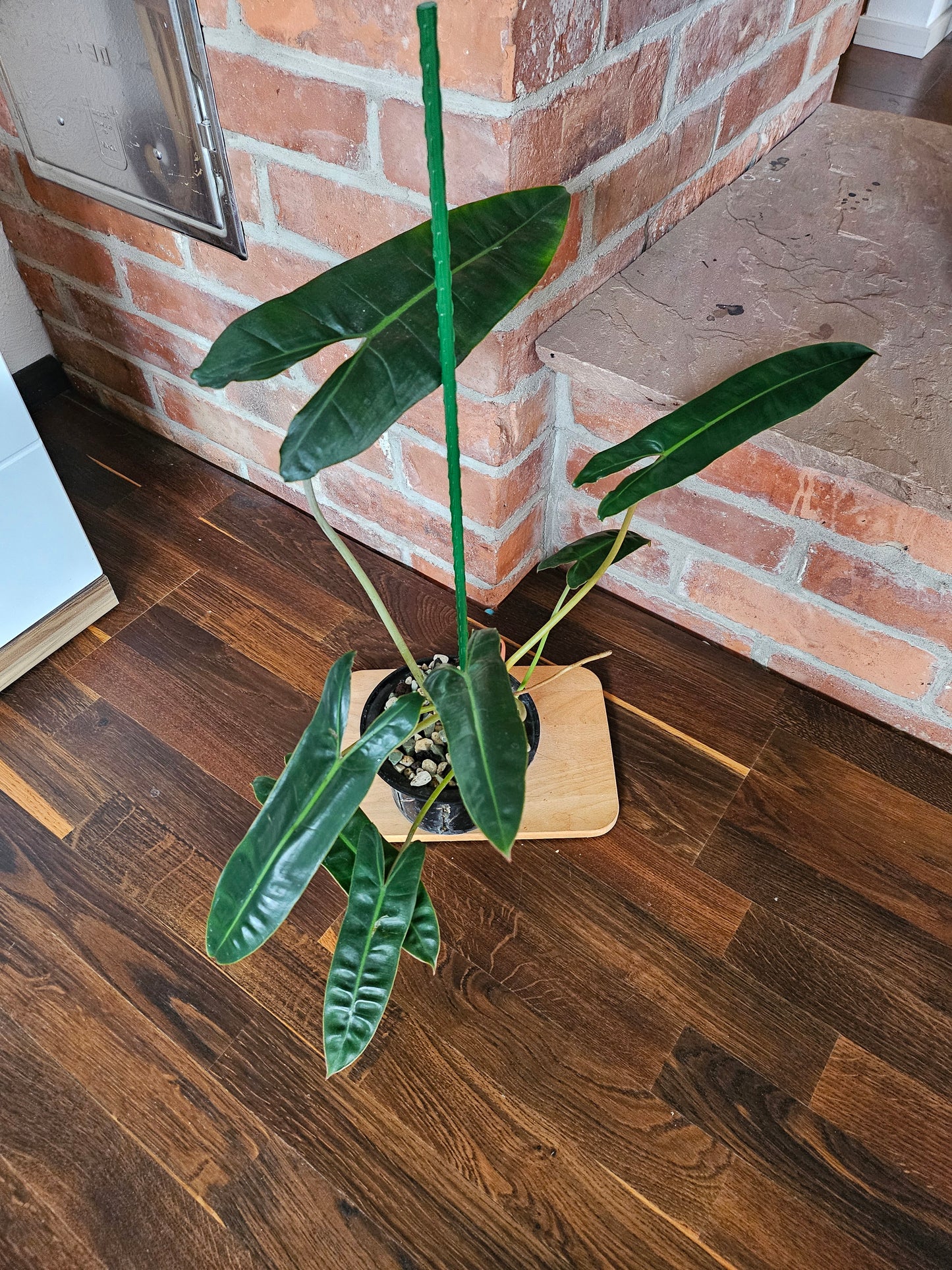 Philodendron Billietiae Pflanze