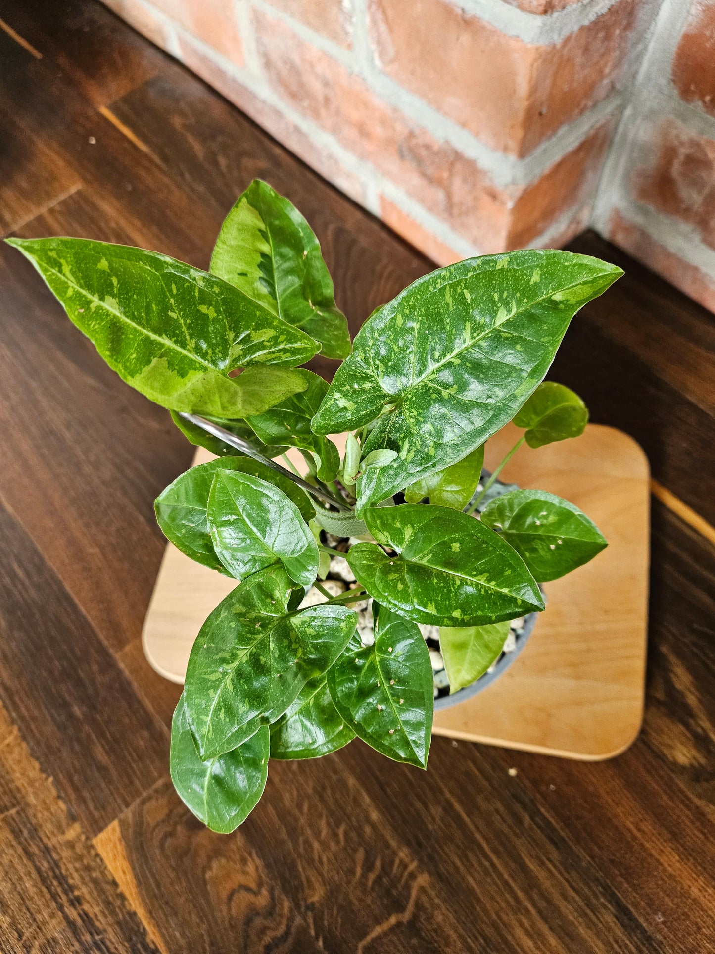 Syngonium panda Pflanze