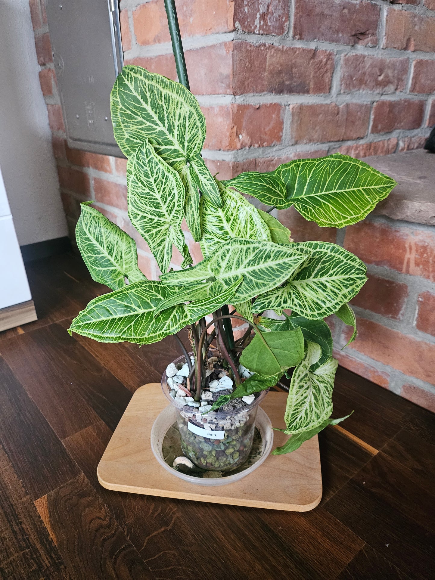 Syngonium Batik Pflanze