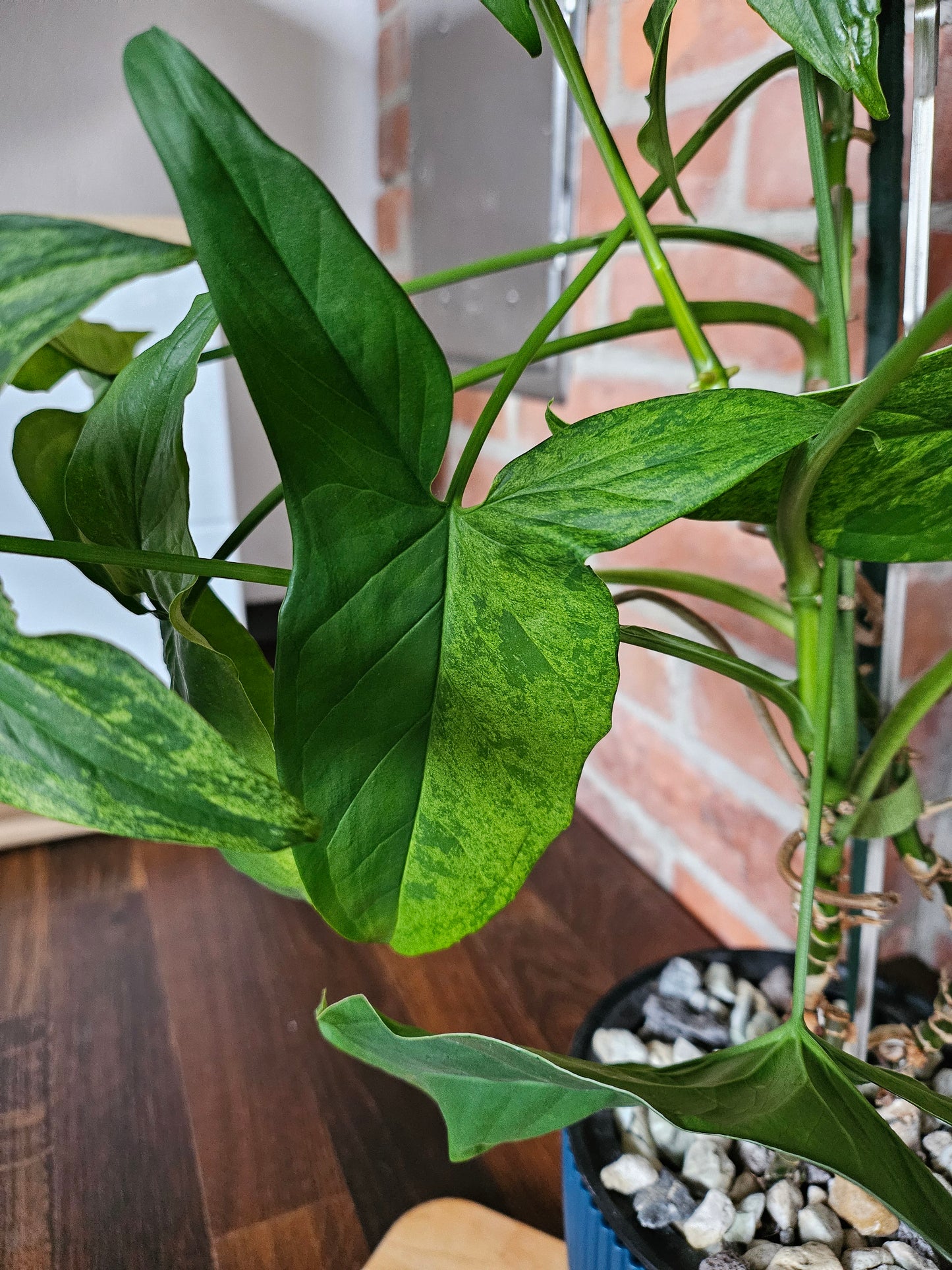 Syngonium mottled mojito Pflanze