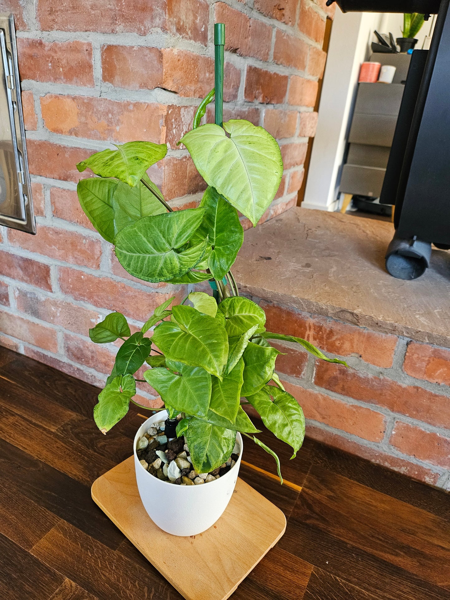 Syngonium white panda panda white form Pflanze