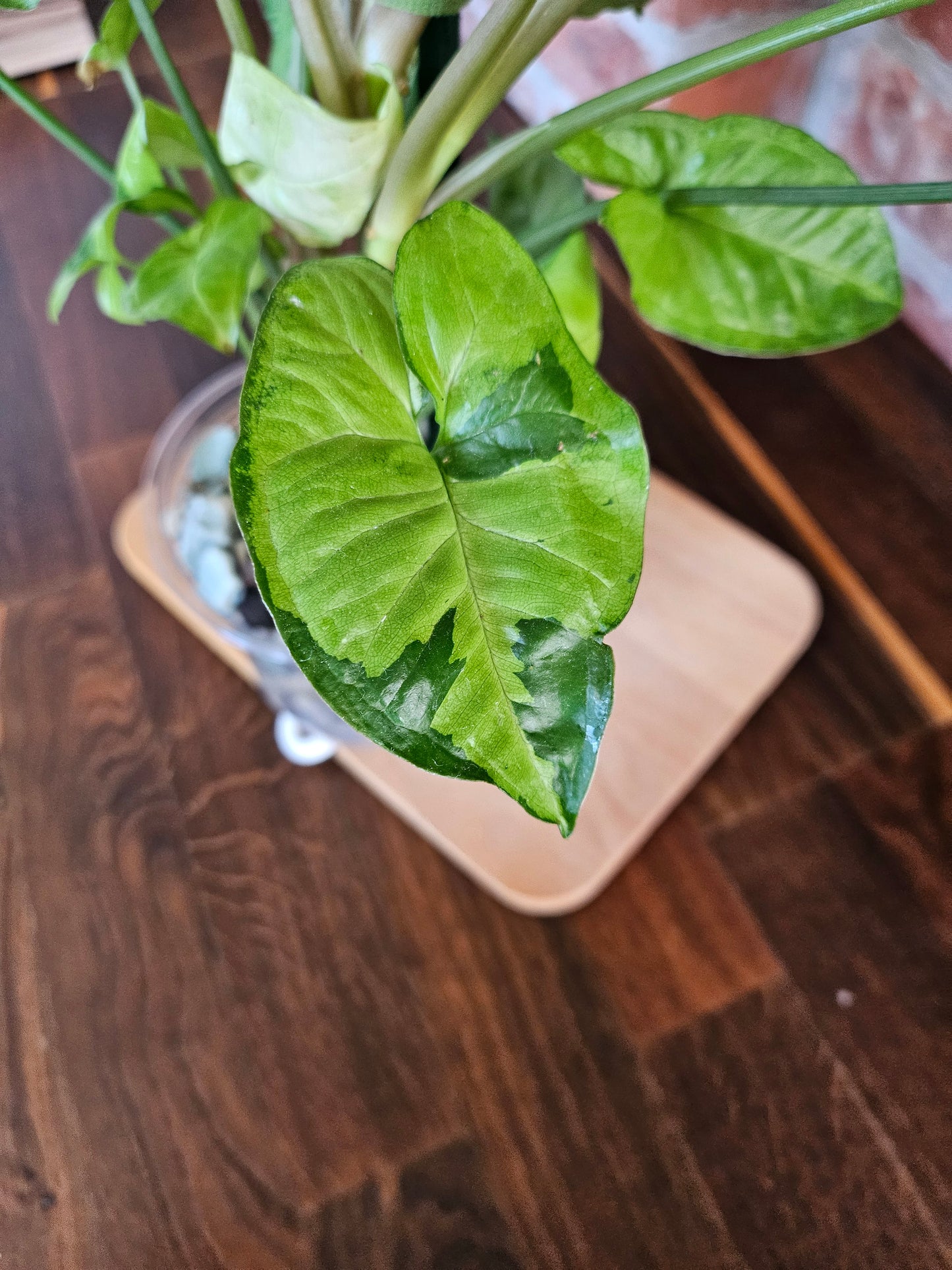 Syngonium white panda panda white form Pflanze